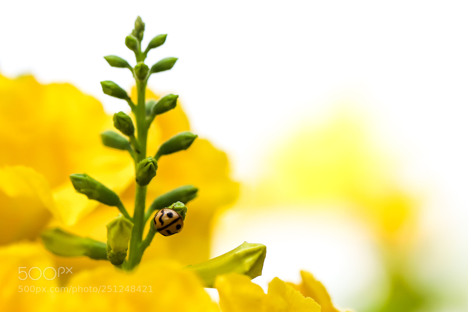 Canon EOS 6D Mark II sample photo. Untitled photography