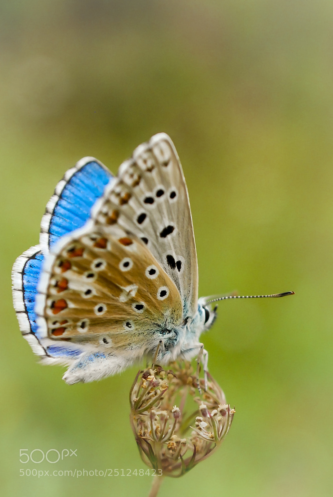 Nikon D200 sample photo. C'est le printemps photography