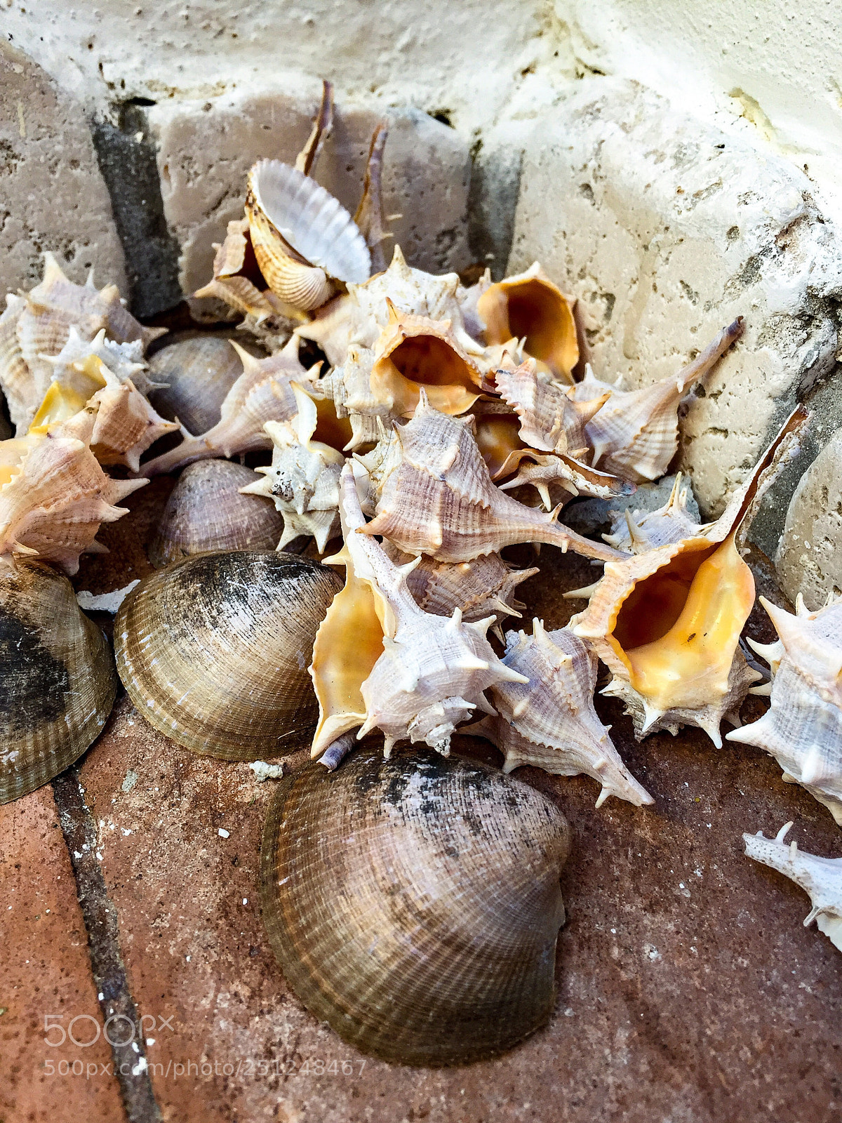 Apple iPhone 6 sample photo. The shells. still life photography