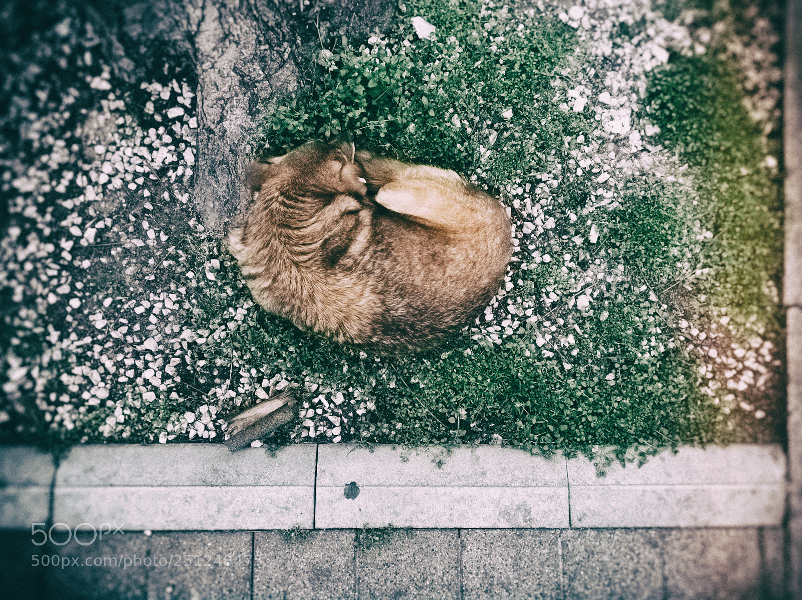 Xiaomi Mi A1 sample photo. Deep sleep photography