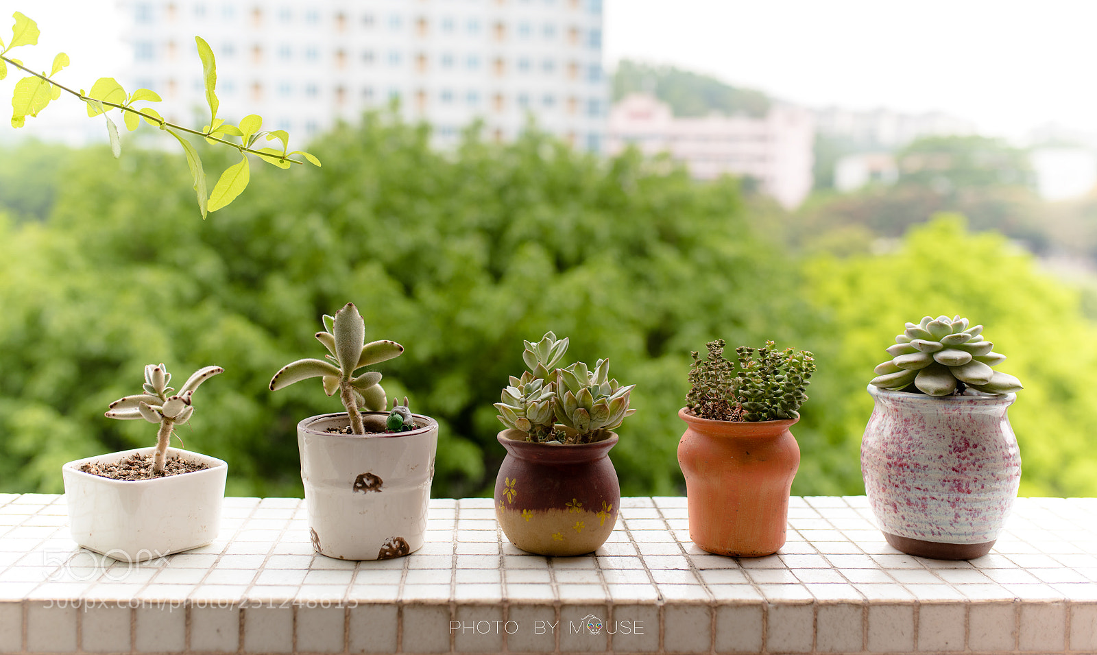Nikon D810 sample photo. 多肉的早晨 photography
