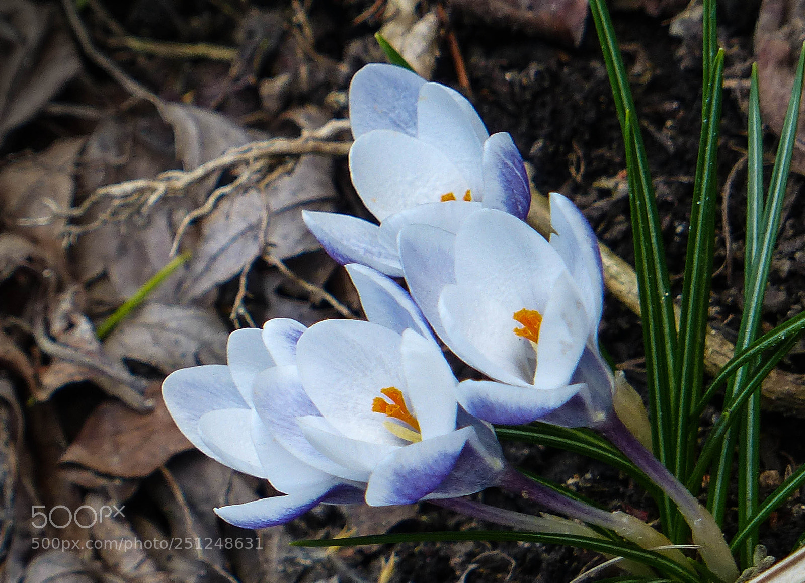 Panasonic Lumix DMC-FZ200 sample photo. Harbinger photography