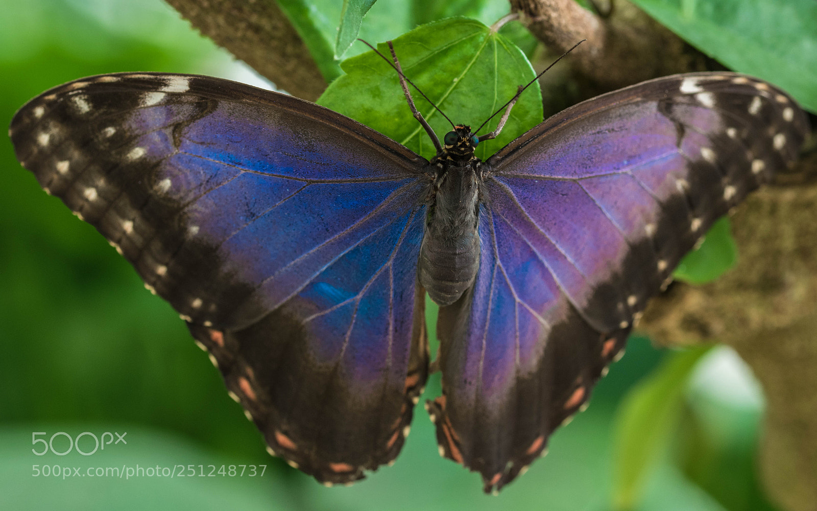 Nikon D5300 sample photo. Morphos dream photography