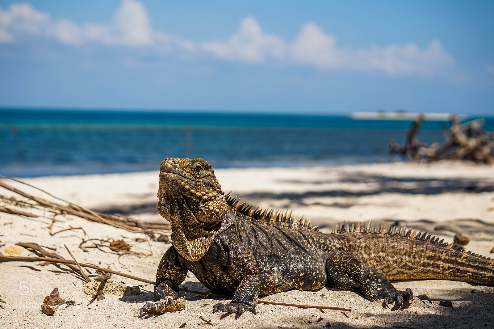 Sony Alpha a5000 (ILCE 5000) sample photo. Iguana posing photography