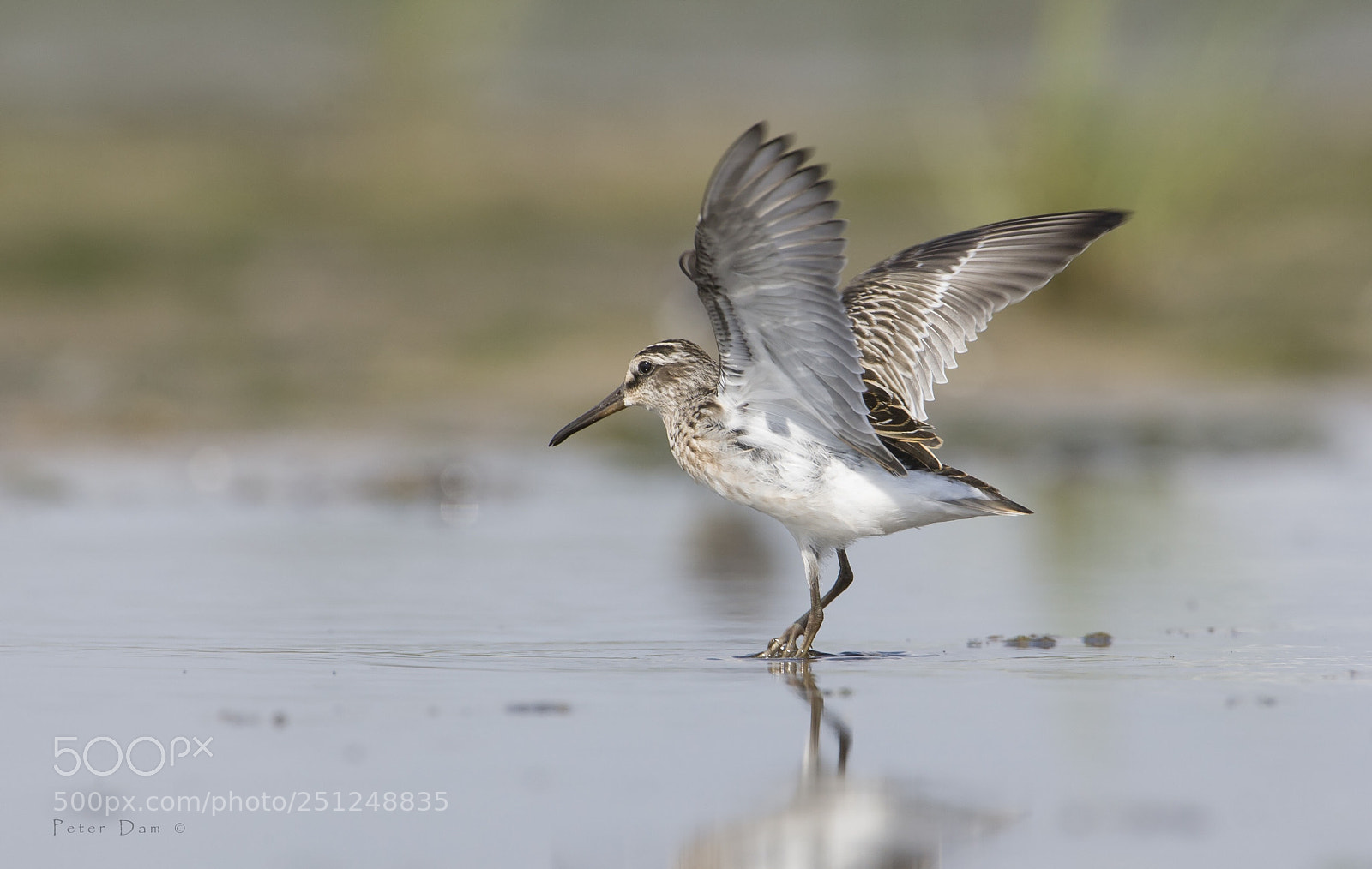 Canon EOS-1D Mark III sample photo. Migrating broadway-billed sandpiper photography