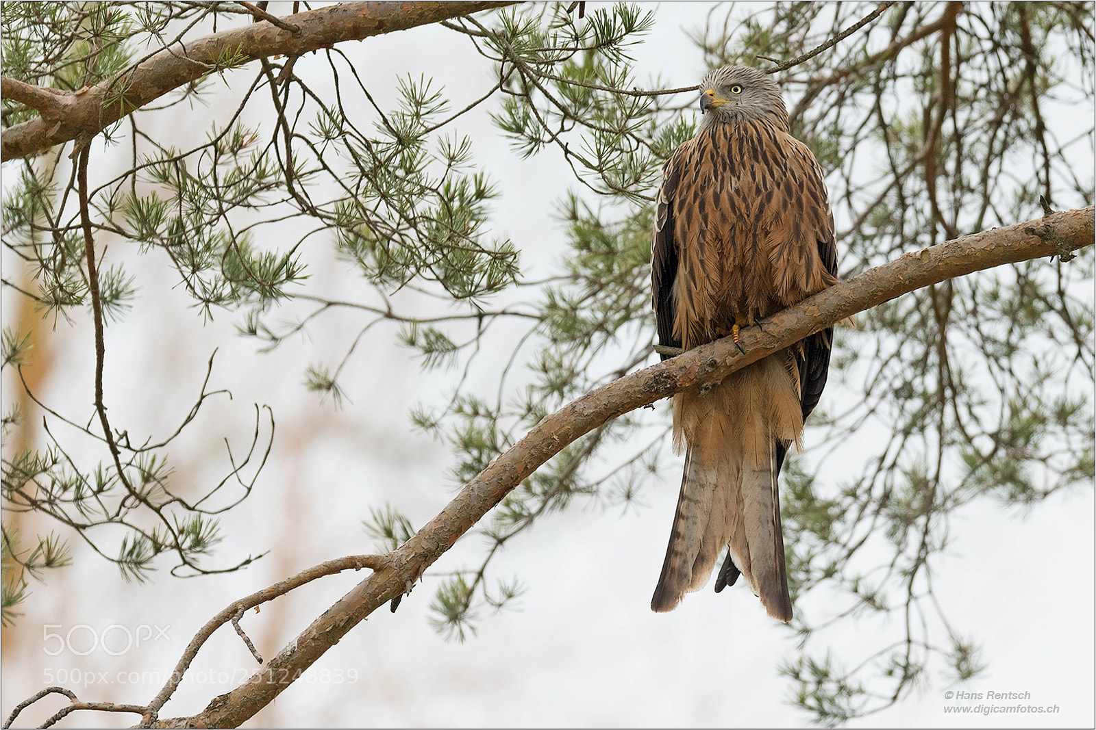 Nikon D850 sample photo. Red kite photography