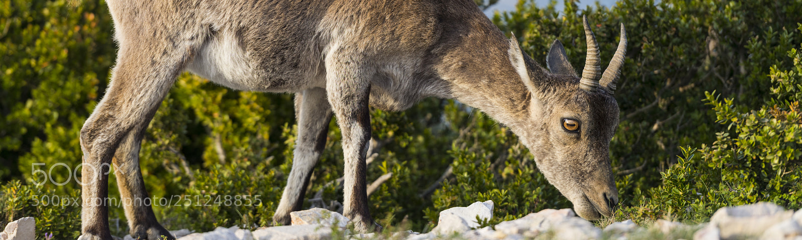 Nikon D600 sample photo. Detail of grazing female photography