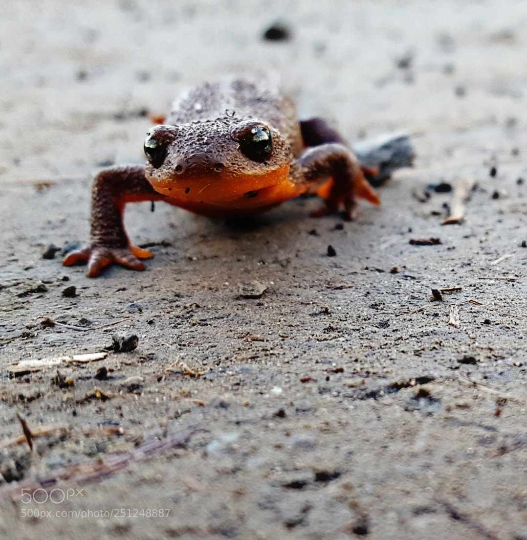 Samsung Galaxy S6 sample photo. Newt photography