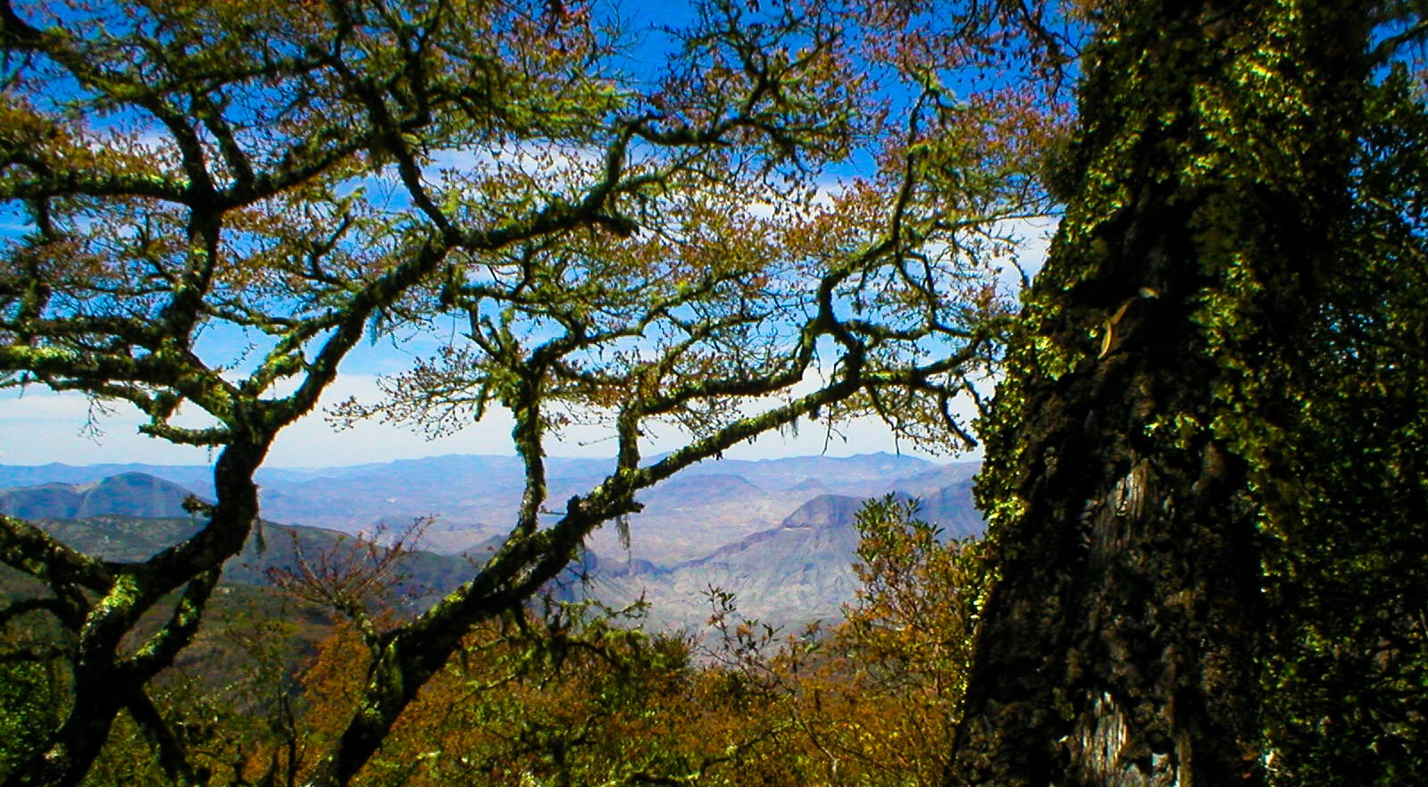 Olympus C120,D380 sample photo. Arboles, cerros, líquenes  photography