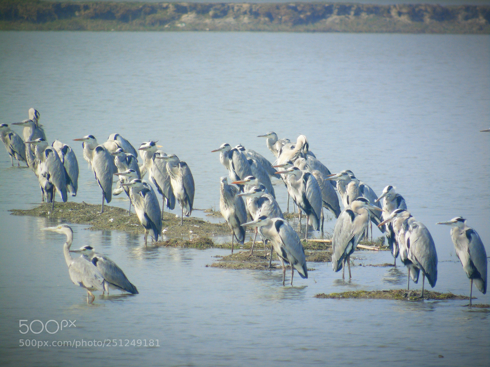 Sony Cyber-shot DSC-H400 sample photo. Bird's country photography
