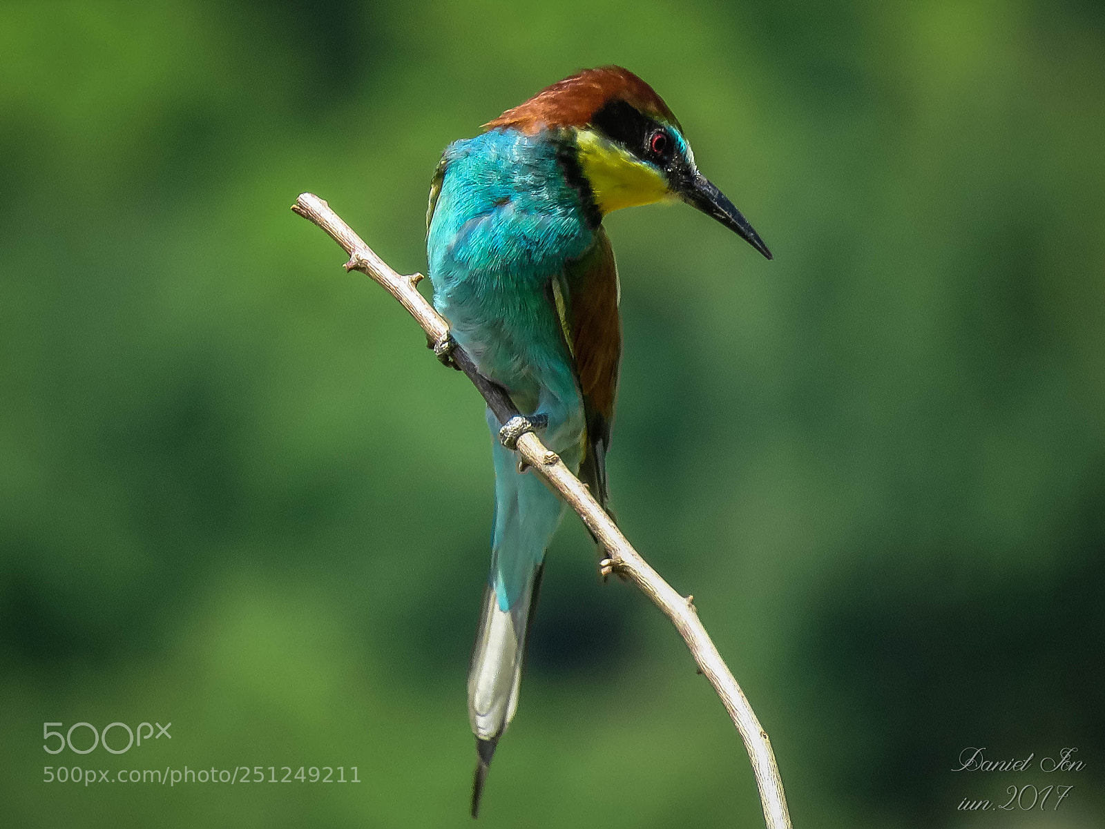 Canon PowerShot SX60 HS sample photo. Prigoria merops apiaster ordinul photography