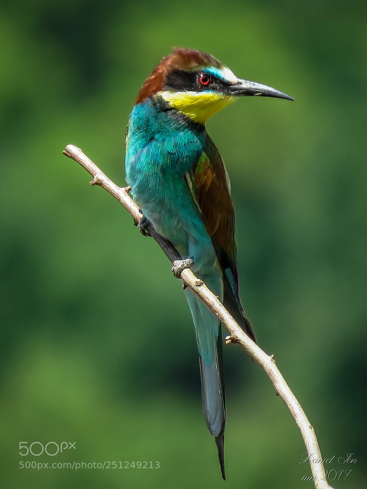 Canon PowerShot SX60 HS sample photo. Prigoria merops apiaster ordinul photography