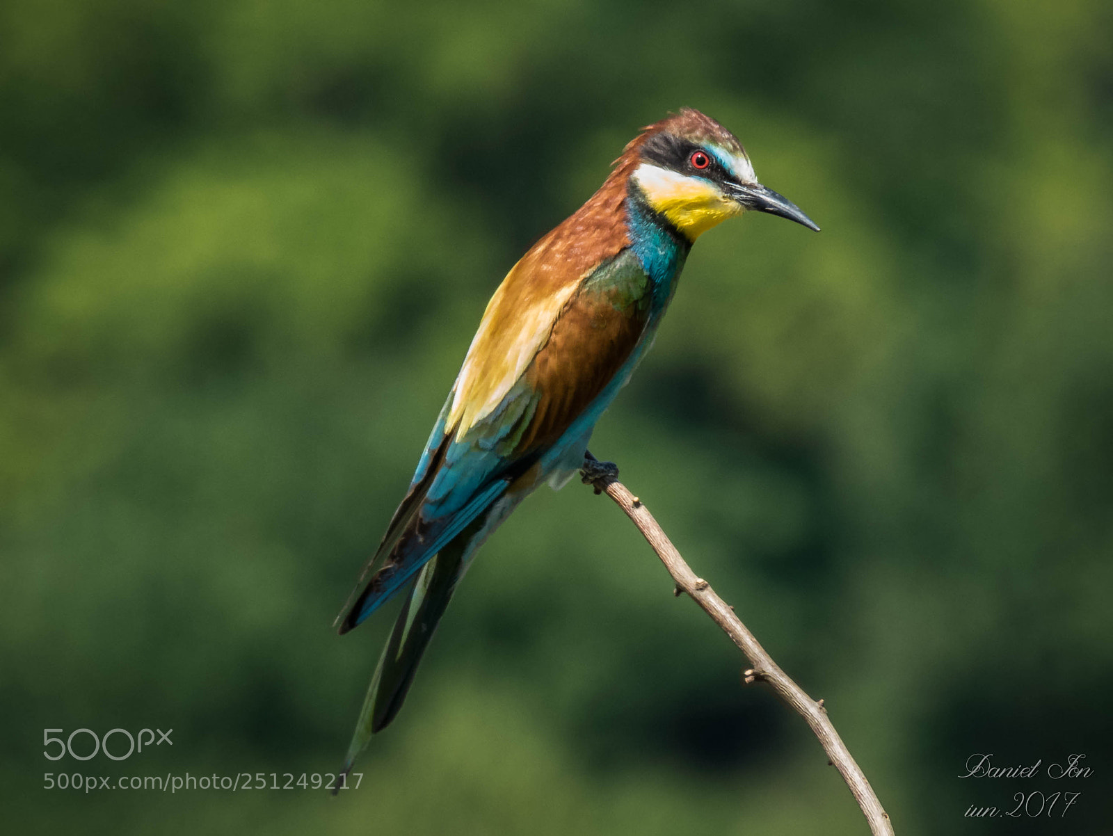 Canon PowerShot SX60 HS sample photo. Prigoria merops apiaster ordinul photography