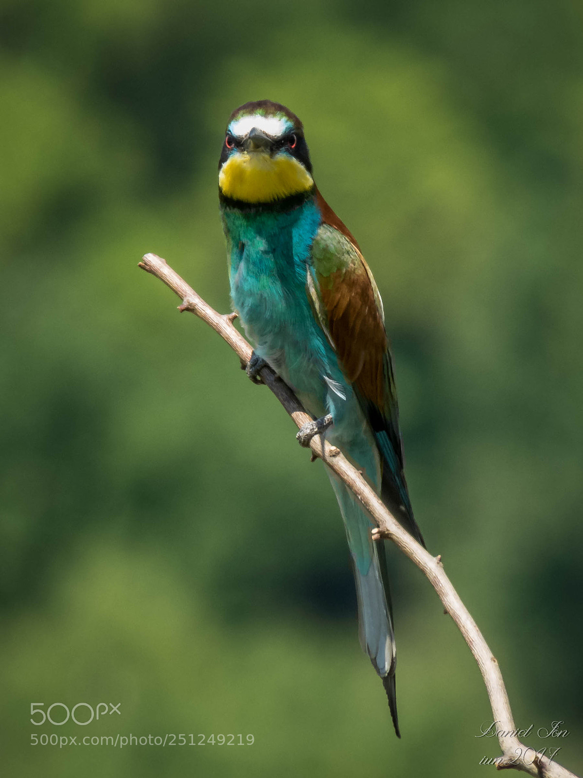 Canon PowerShot SX60 HS sample photo. Prigoria merops apiaster ordinul photography