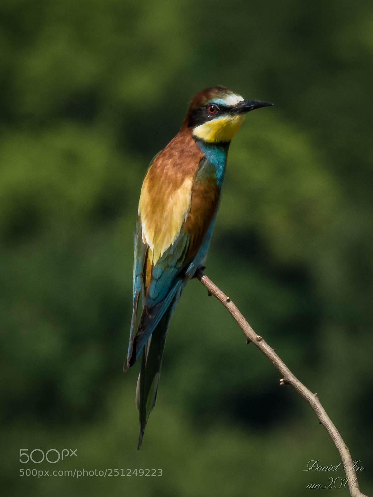 Canon PowerShot SX60 HS sample photo. Prigoria merops apiaster ordinul photography