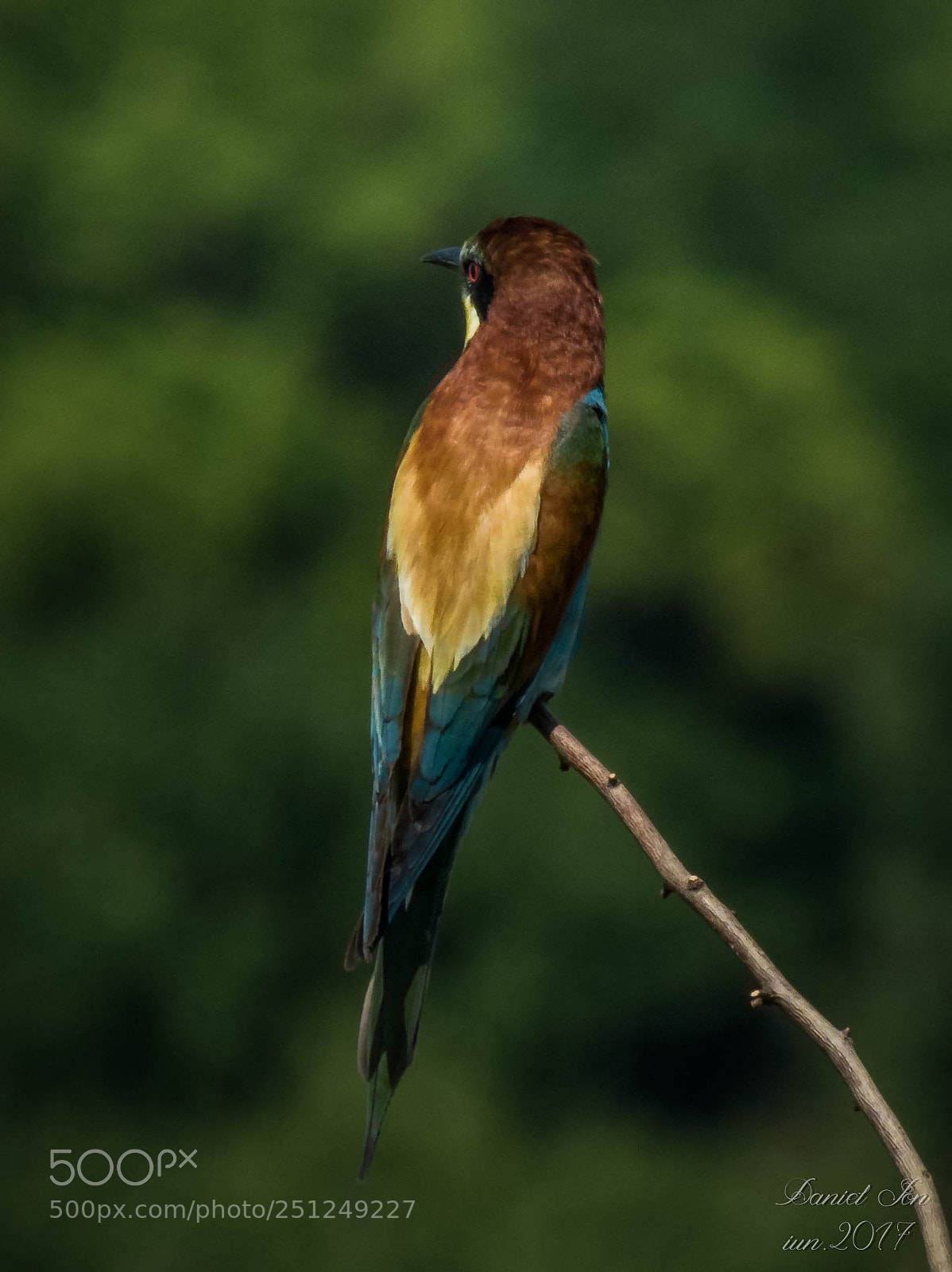 Canon PowerShot SX60 HS sample photo. Prigoria merops apiaster ordinul photography