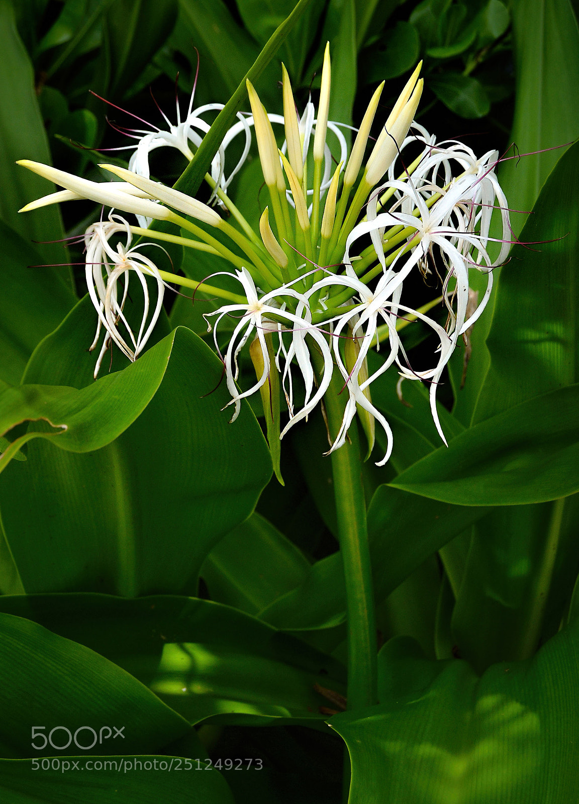 Nikon D7000 sample photo. Tropical flower photography