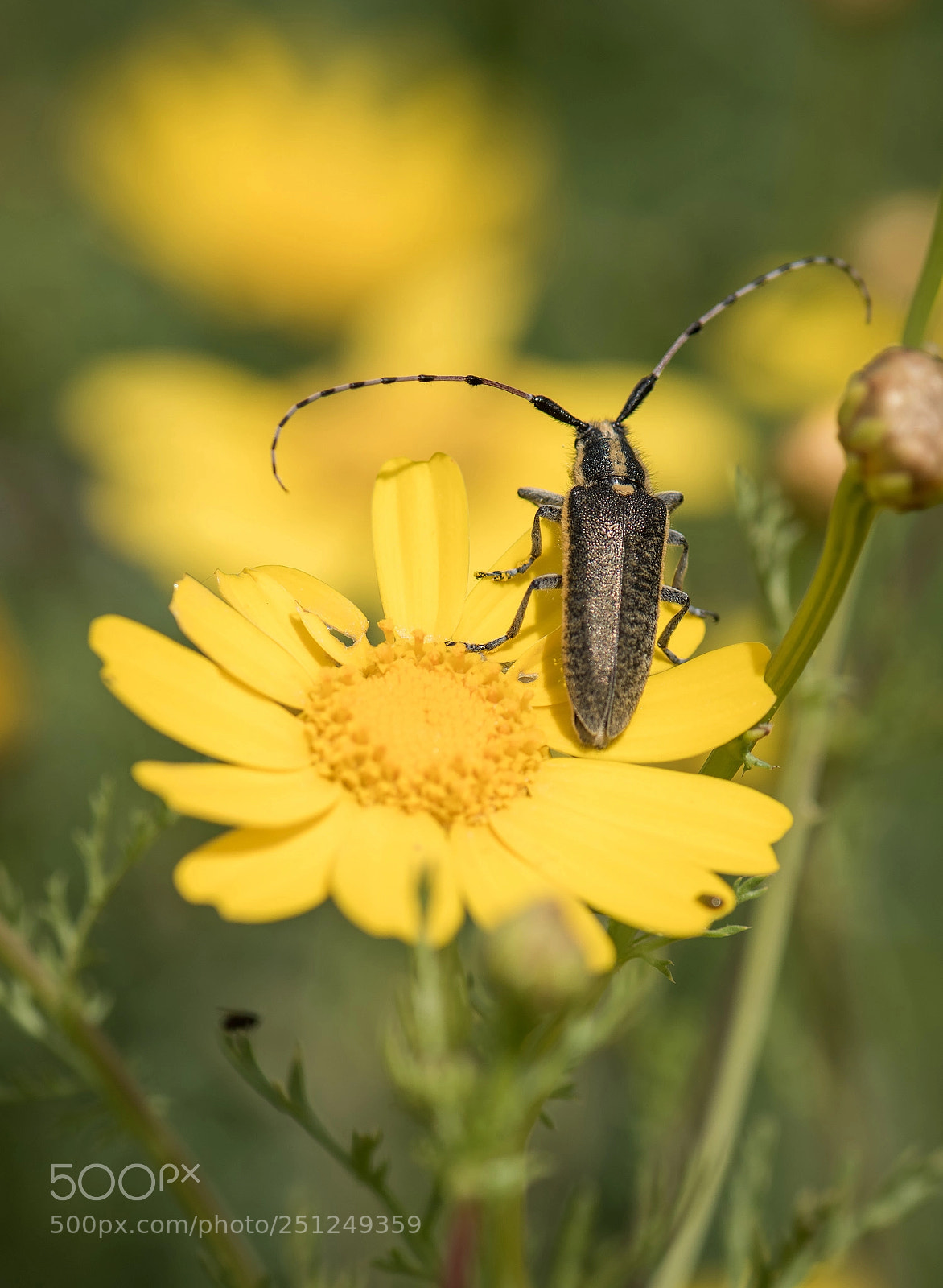 Nikon D810 sample photo. Bug's life photography