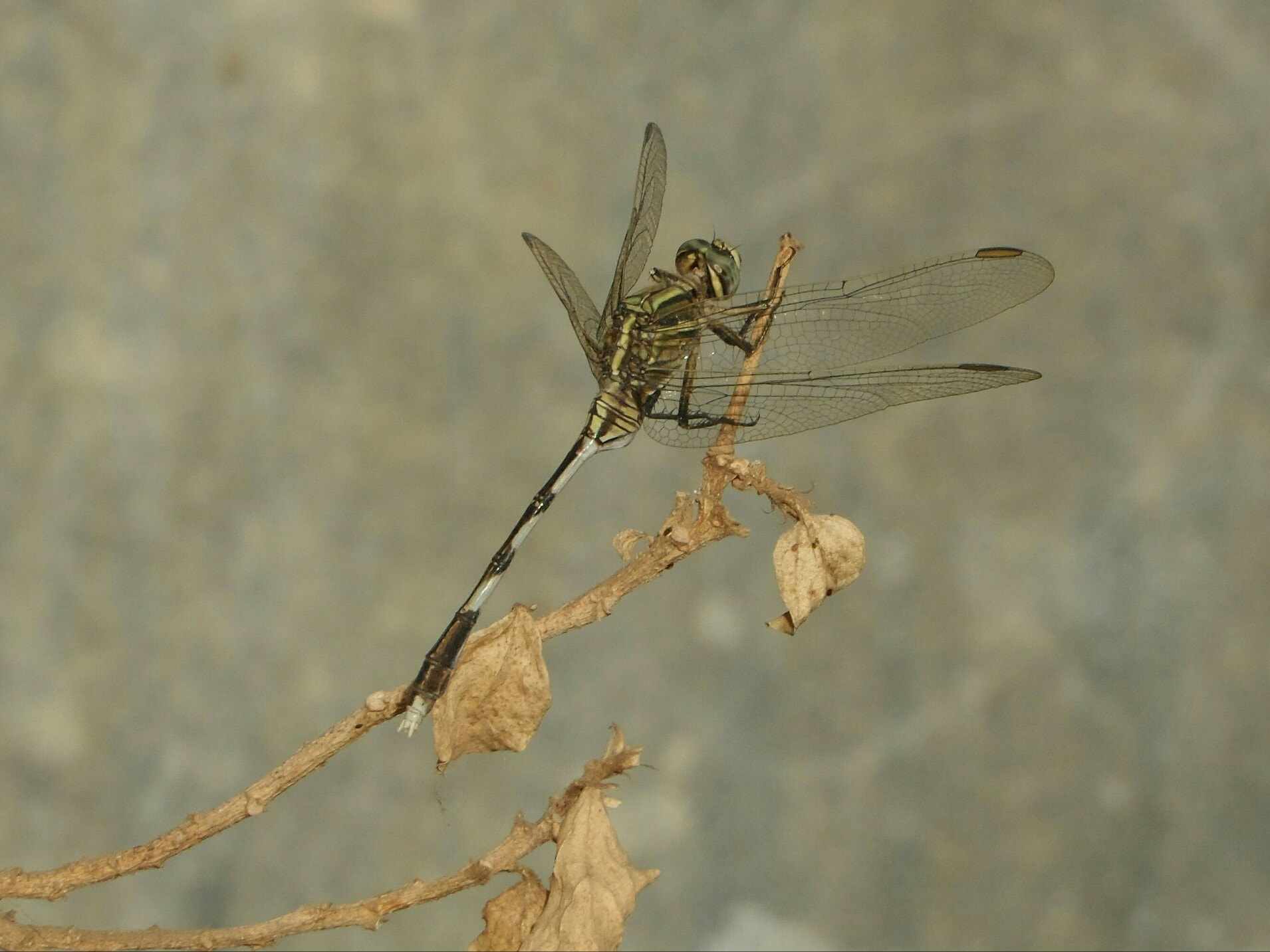 Samsung WB150 / WB150F / WB152 / WB152F / WB151 / WB151F / WB140 sample photo. Green marsh hawk, orthetrum sabina dragonfly photography