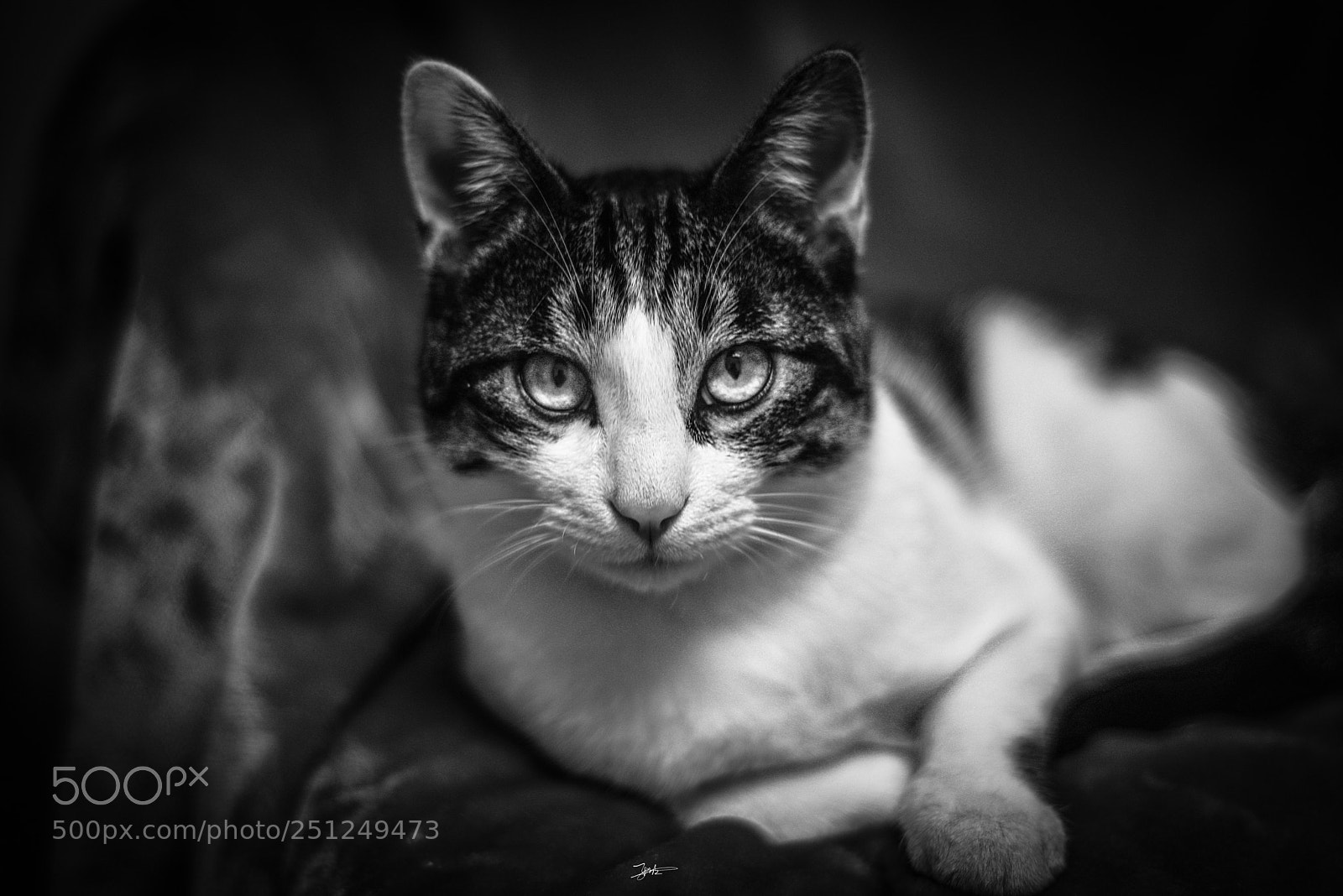 Nikon D810 sample photo. Untitled photography