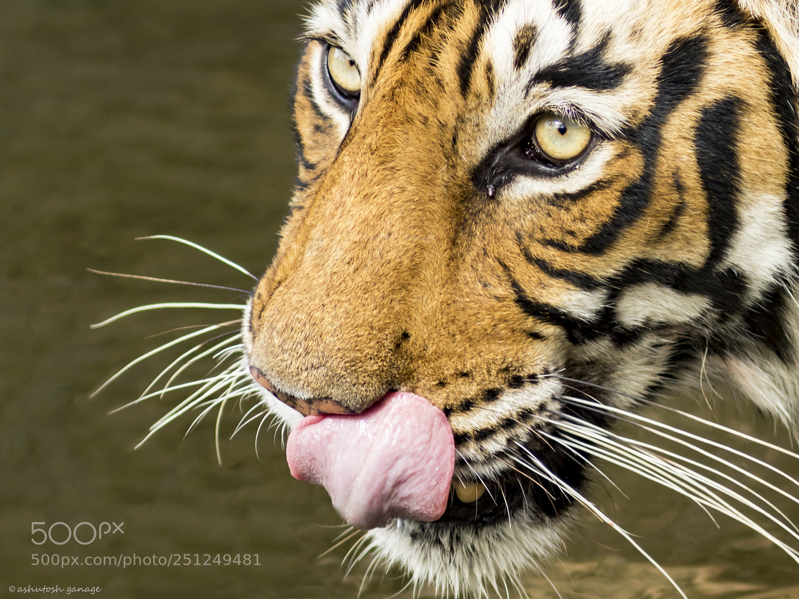 Canon EOS 7D Mark II sample photo. Tigress photography