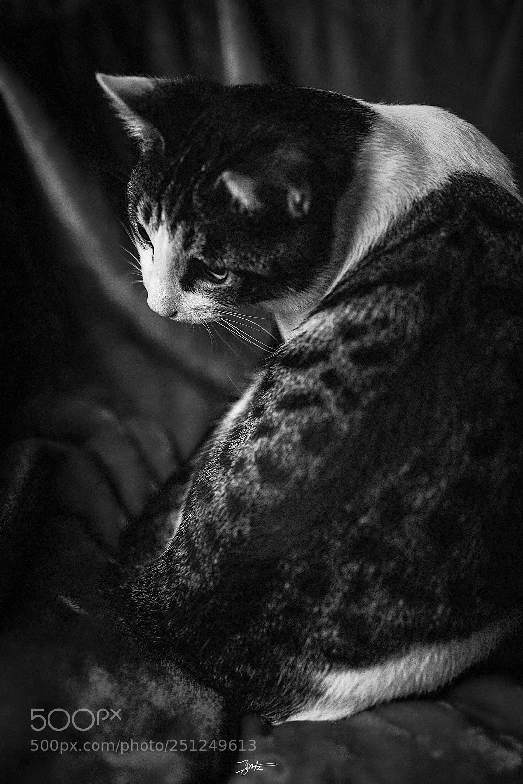 Nikon D810 sample photo. Untitled photography