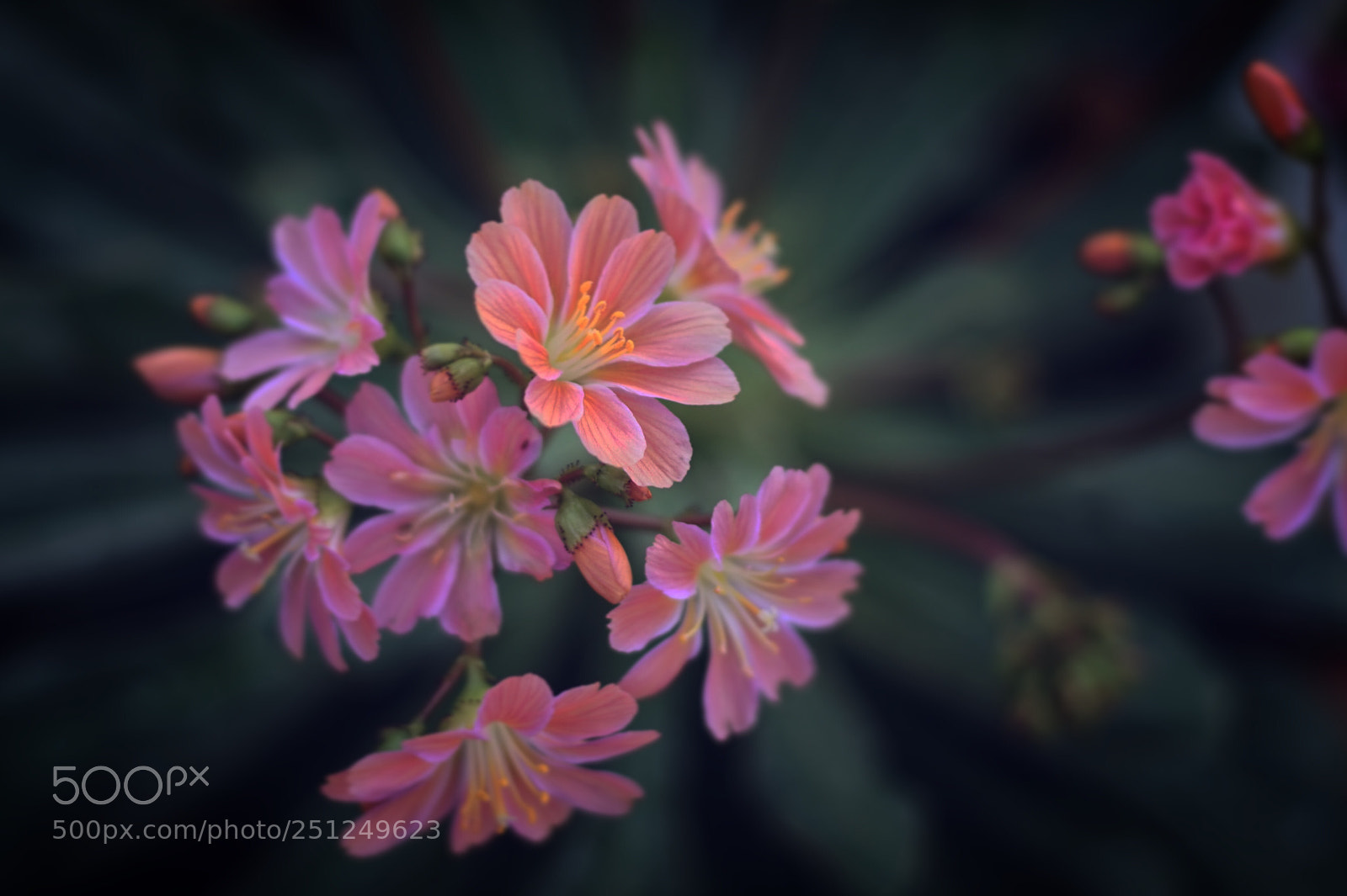Sony a7R sample photo. Untitled photography