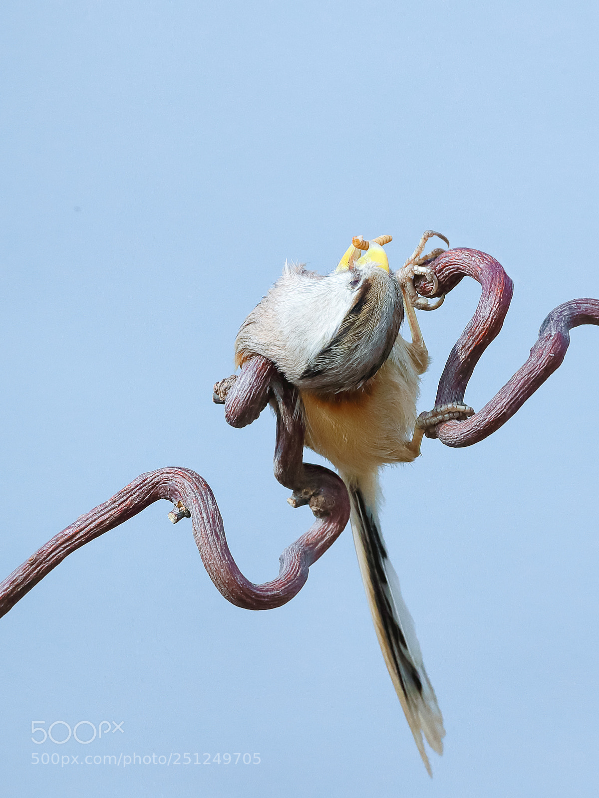 Canon EOS-1D X Mark II sample photo. 震旦鸦雀 photography