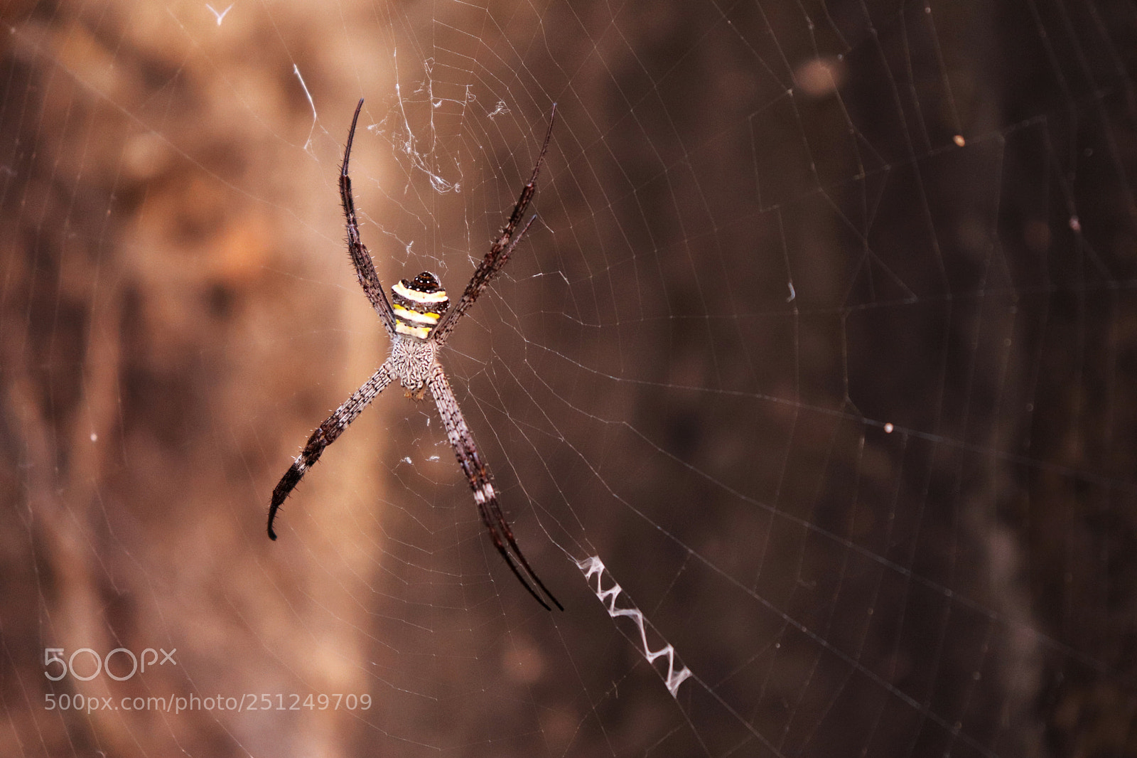 Canon EOS 200D (EOS Rebel SL2 / EOS Kiss X9) sample photo. A beautiful spider photography