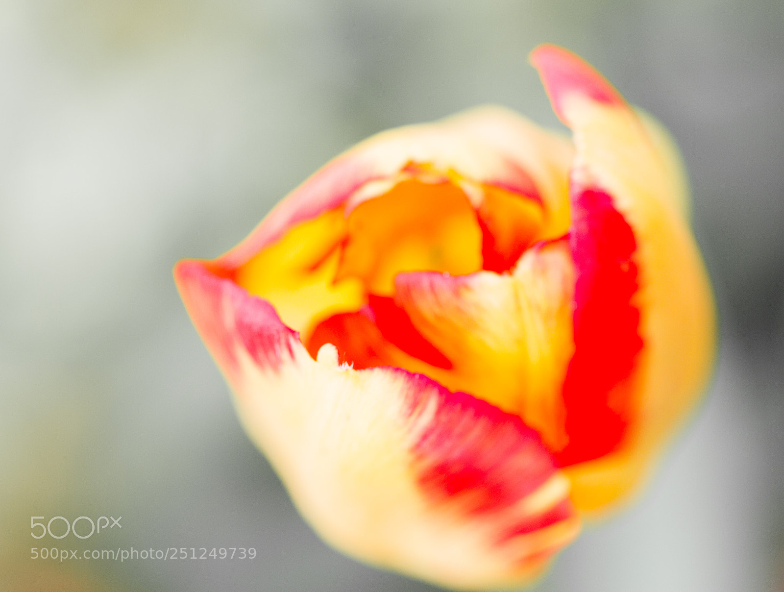 Canon EOS 550D (EOS Rebel T2i / EOS Kiss X4) sample photo. Red and yellow petalled photography