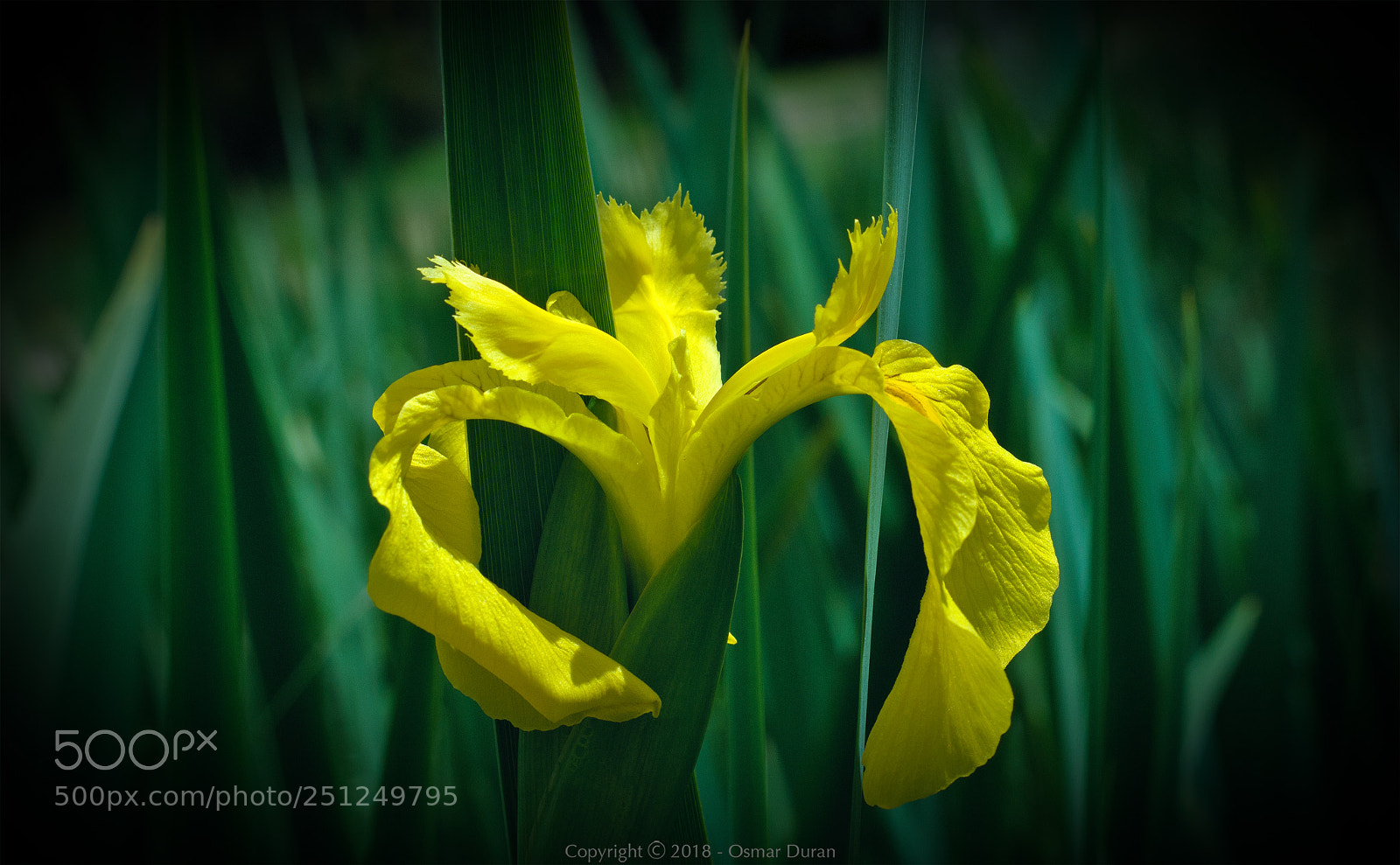 Nikon D200 sample photo. Iris pseudacorus photography