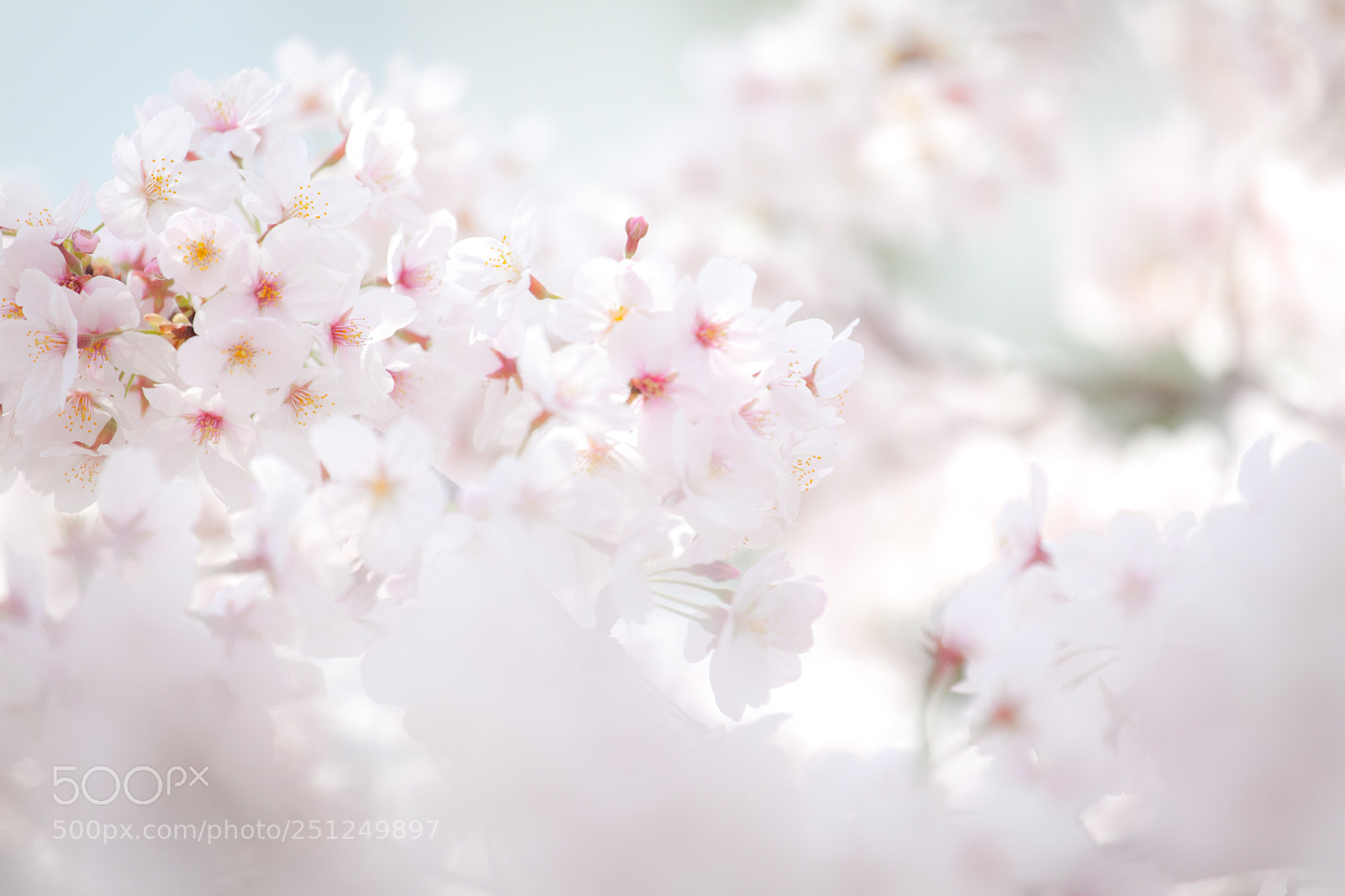 Canon EOS 5D Mark II sample photo. Sa･ku･ra photography