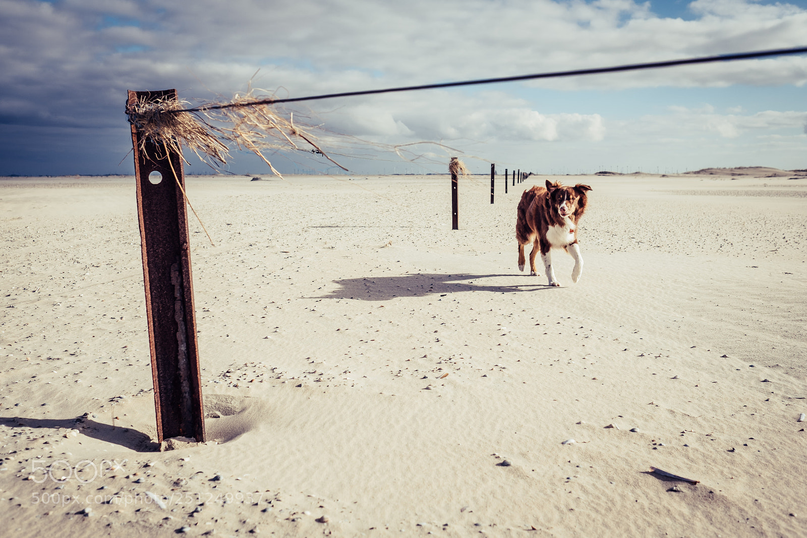 Fujifilm X-Pro2 sample photo. Dogfront photography