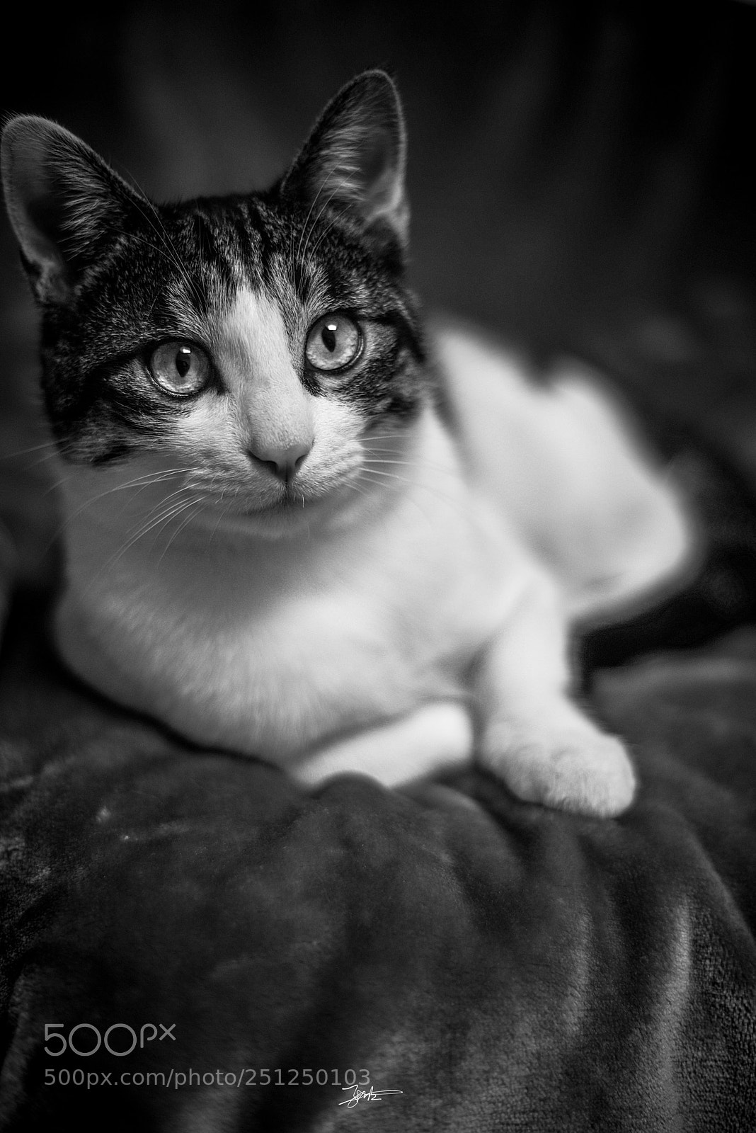 Nikon D810 sample photo. Untitled photography