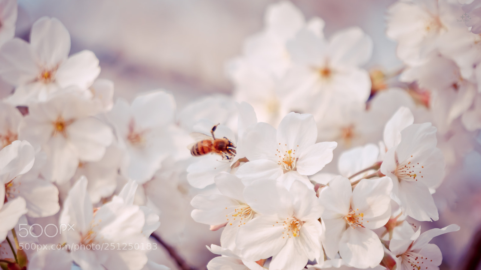 Sony a6000 sample photo. Untitled photography