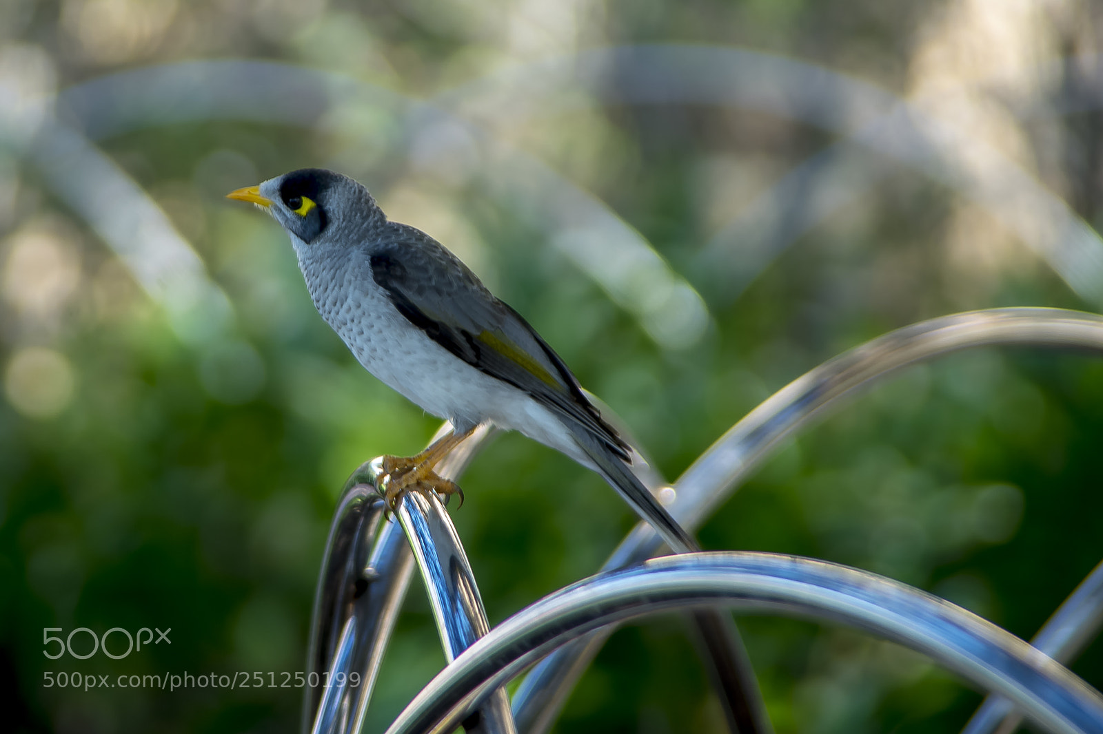 Nikon D610 sample photo. Australian native: noisy miner photography
