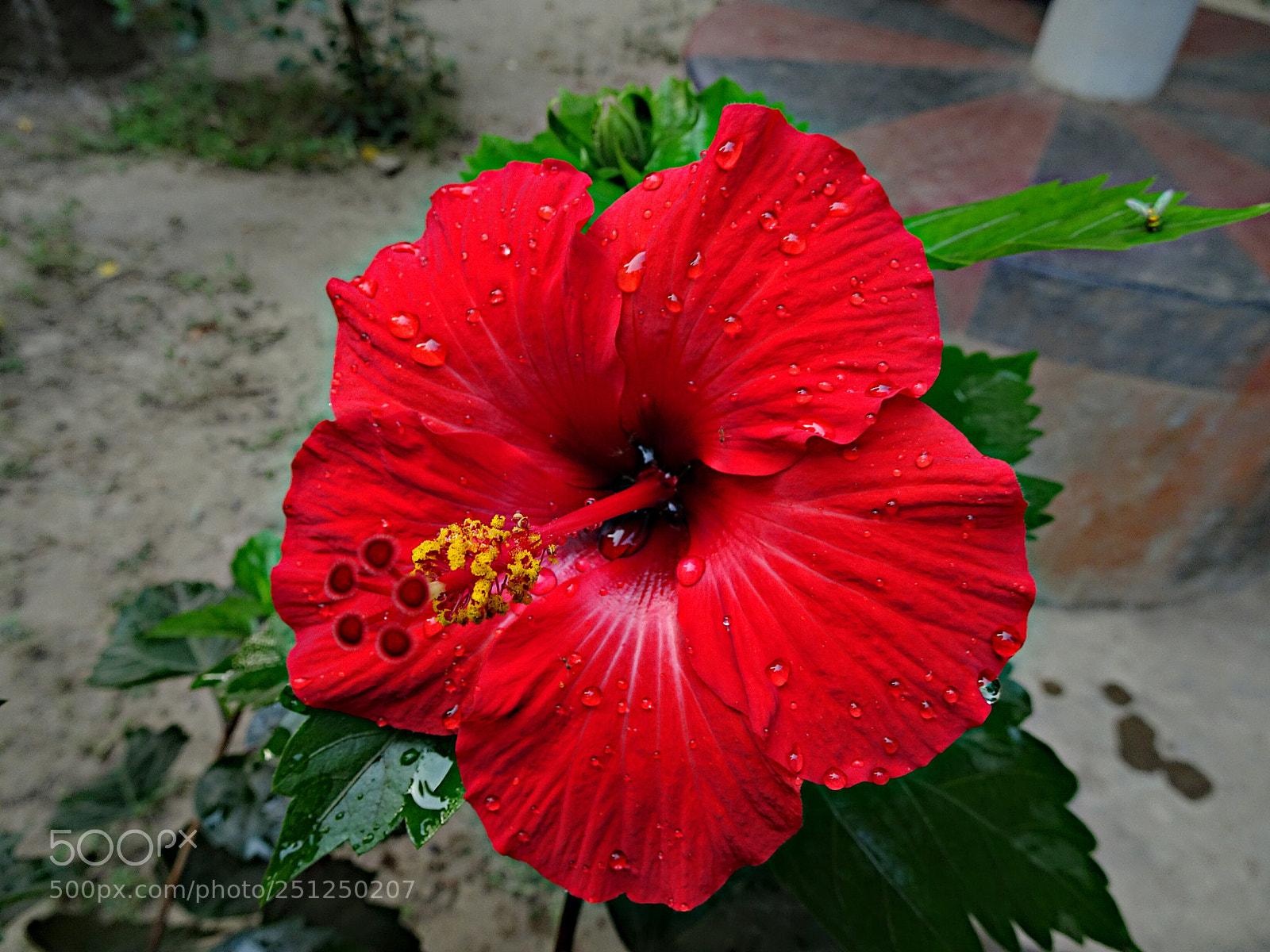 Sony Cyber-shot DSC-HX90V sample photo. Red hibiscus photography