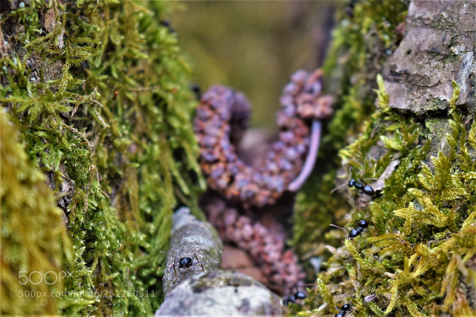 Nikon D3300 sample photo. Ants photography