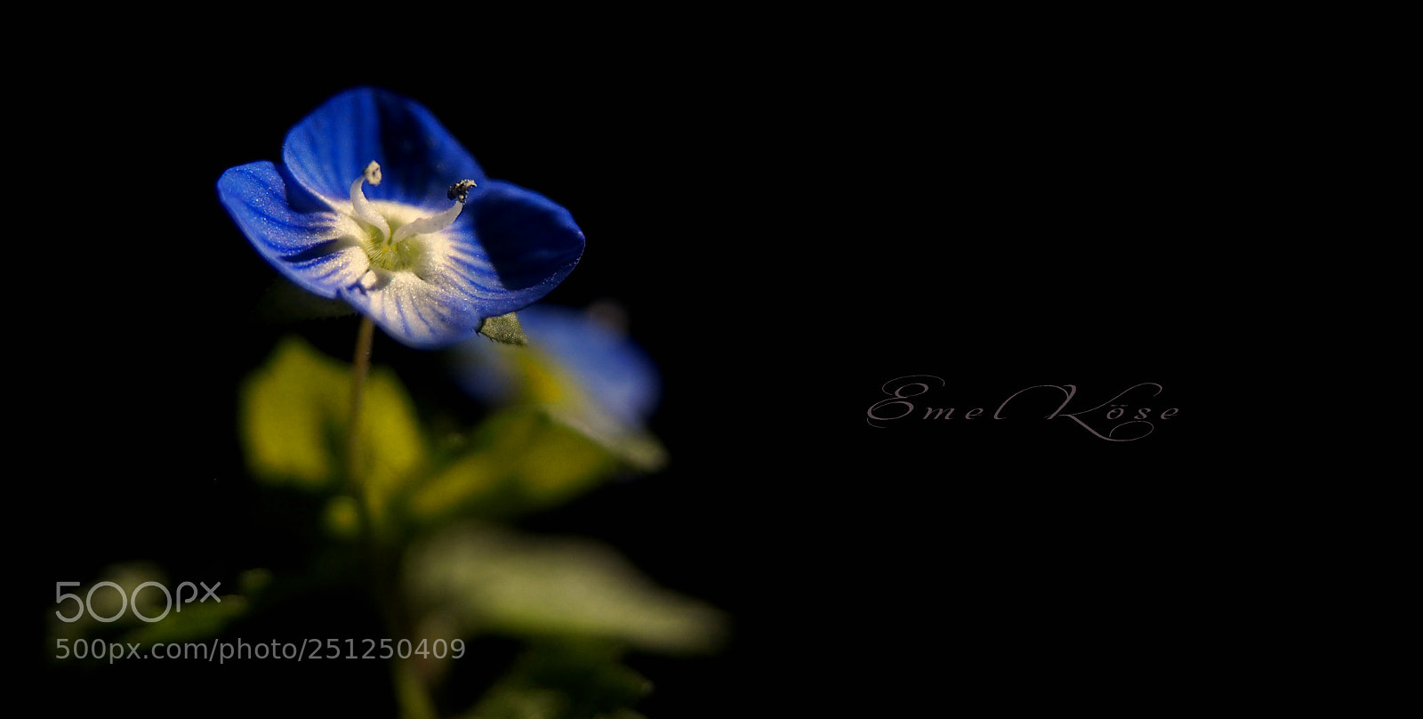 Olympus OM-D E-M5 sample photo. Blue spring photography