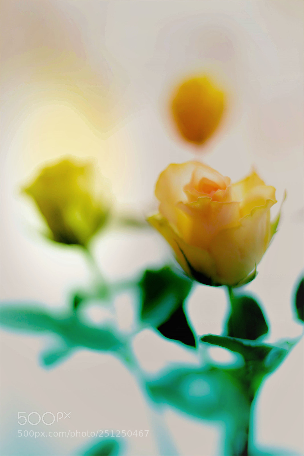 Canon EOS 5D Mark II sample photo. A general wish for photography