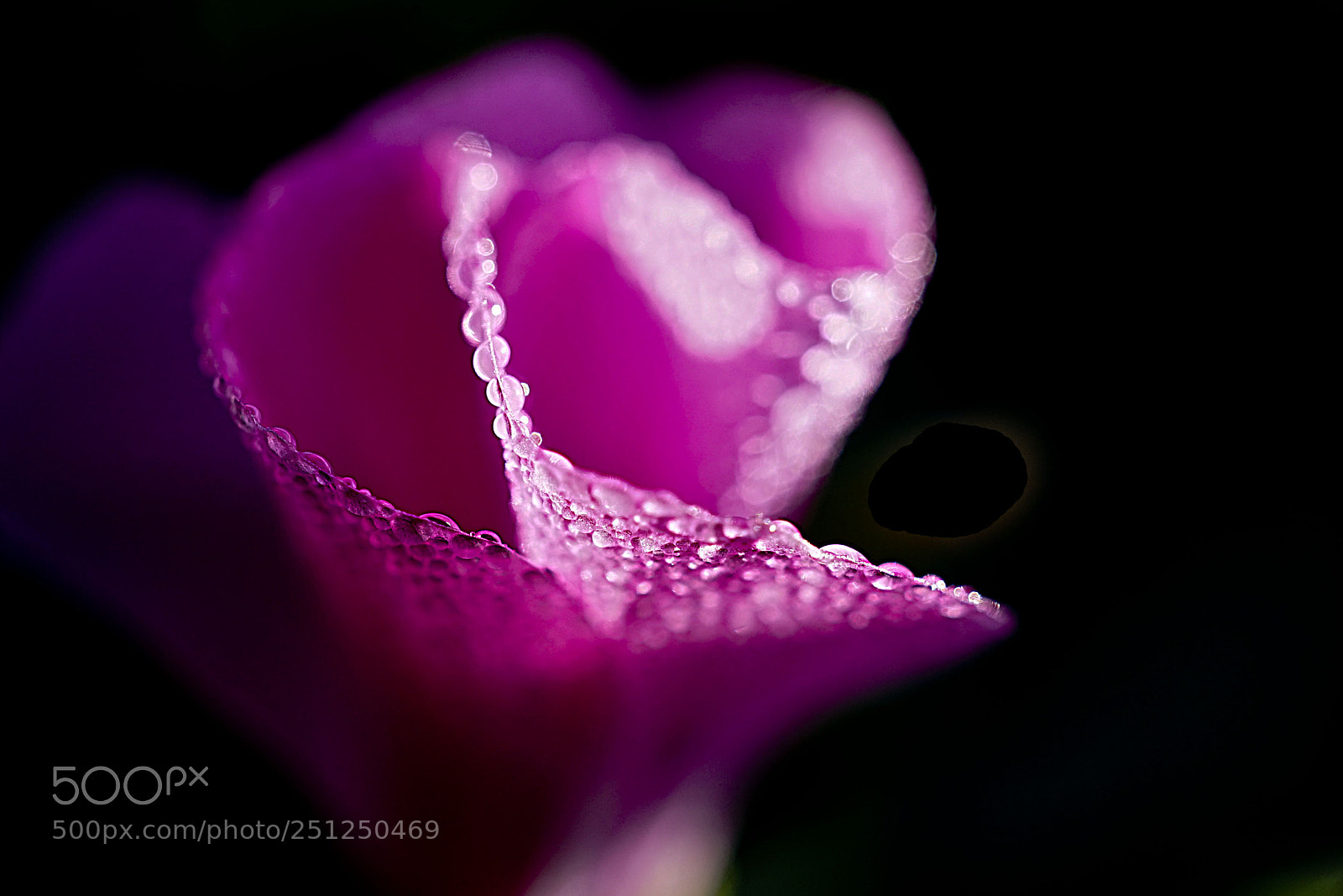 Sony a7 sample photo. Copie photography