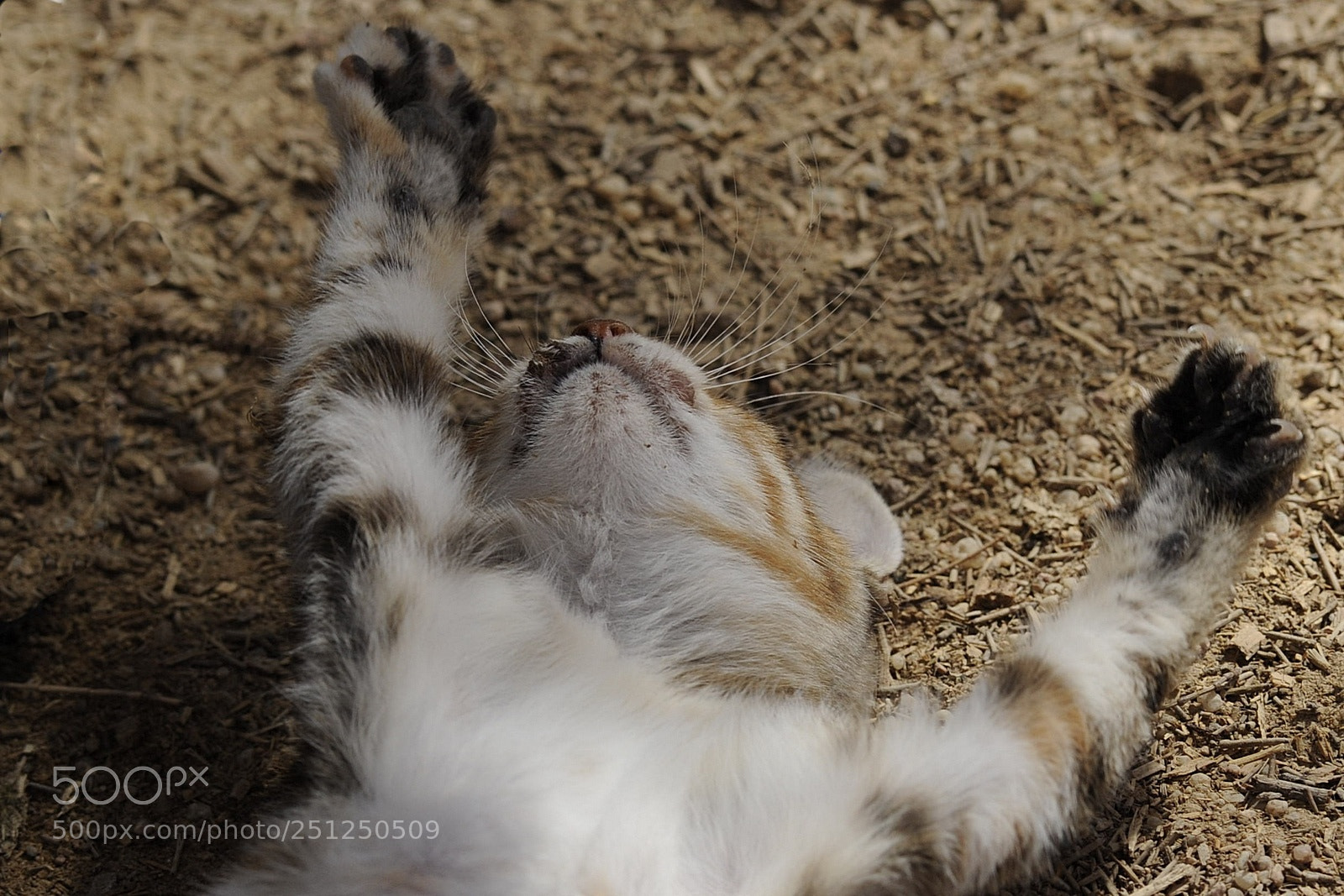 Nikon D700 sample photo. Relax photography