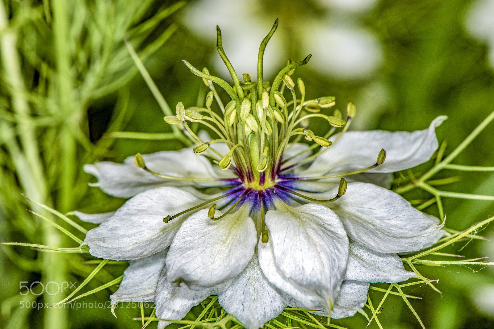 Nikon D5300 sample photo. Nigelle de damas. photography