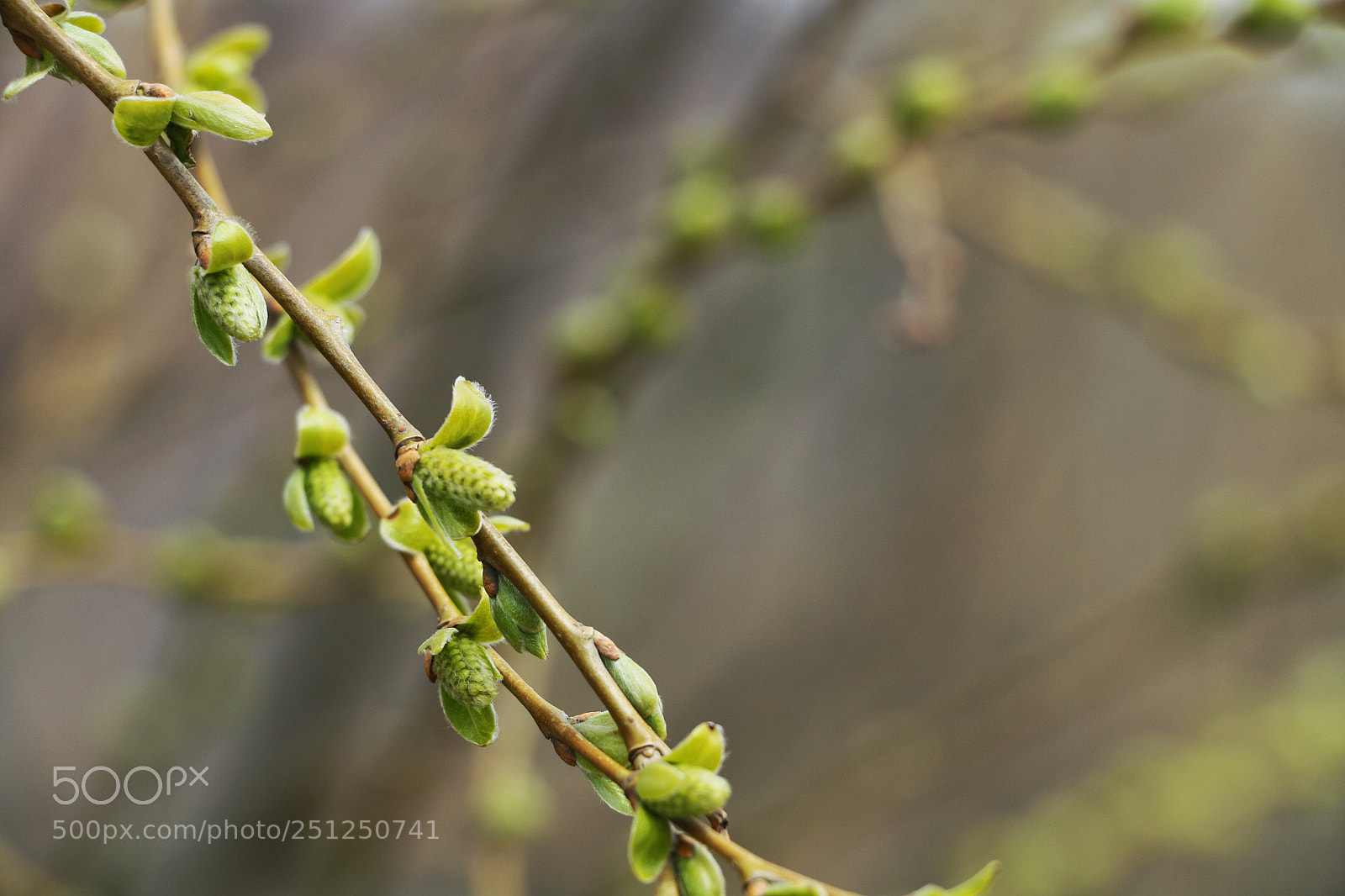 Canon EOS 70D sample photo. Spring photography