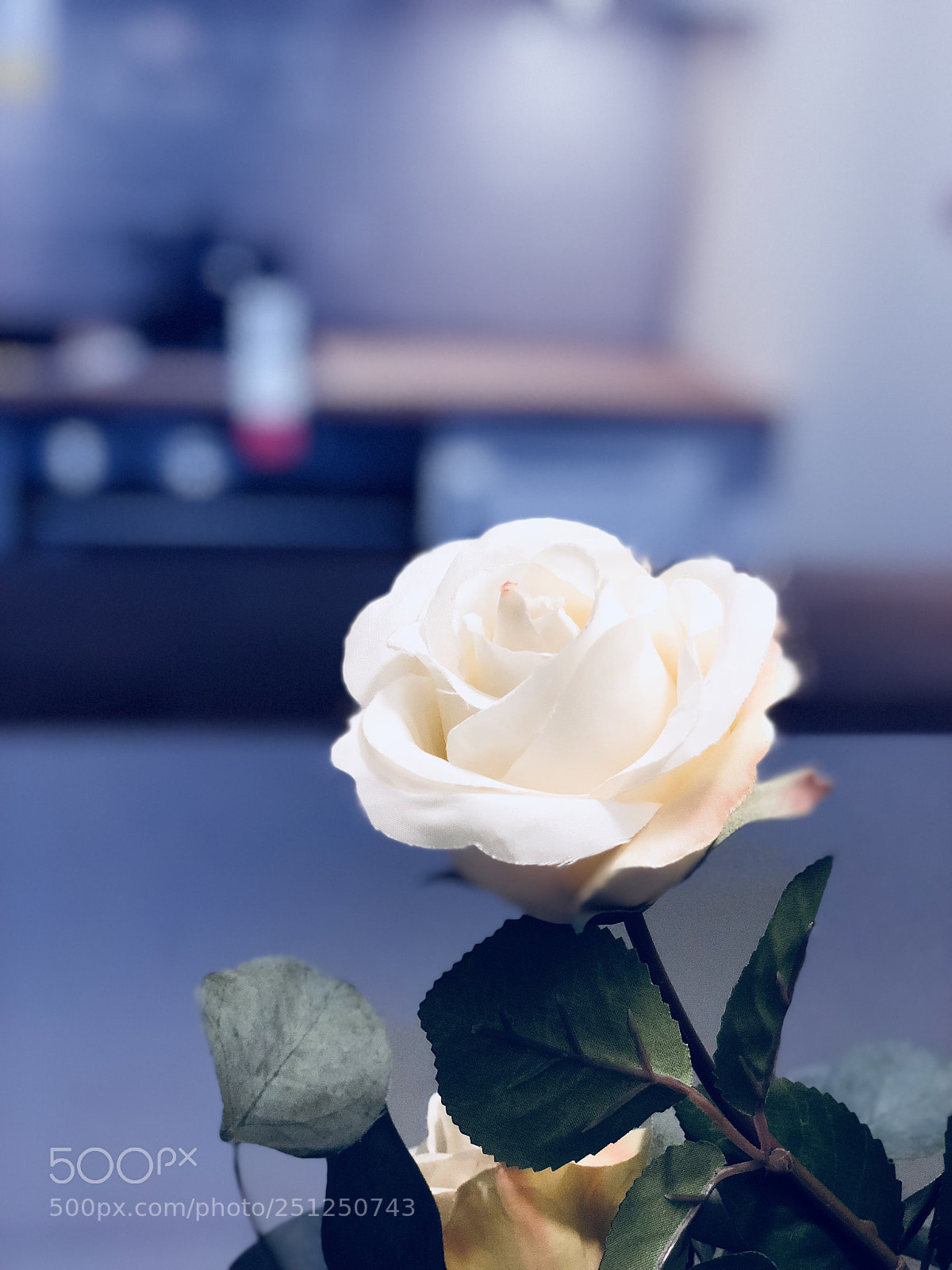 Apple iPhone X sample photo. Untitled photography