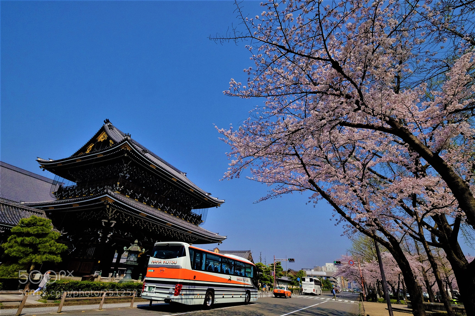 Fujifilm X-T10 sample photo. Cherry blossoms full bloom photography