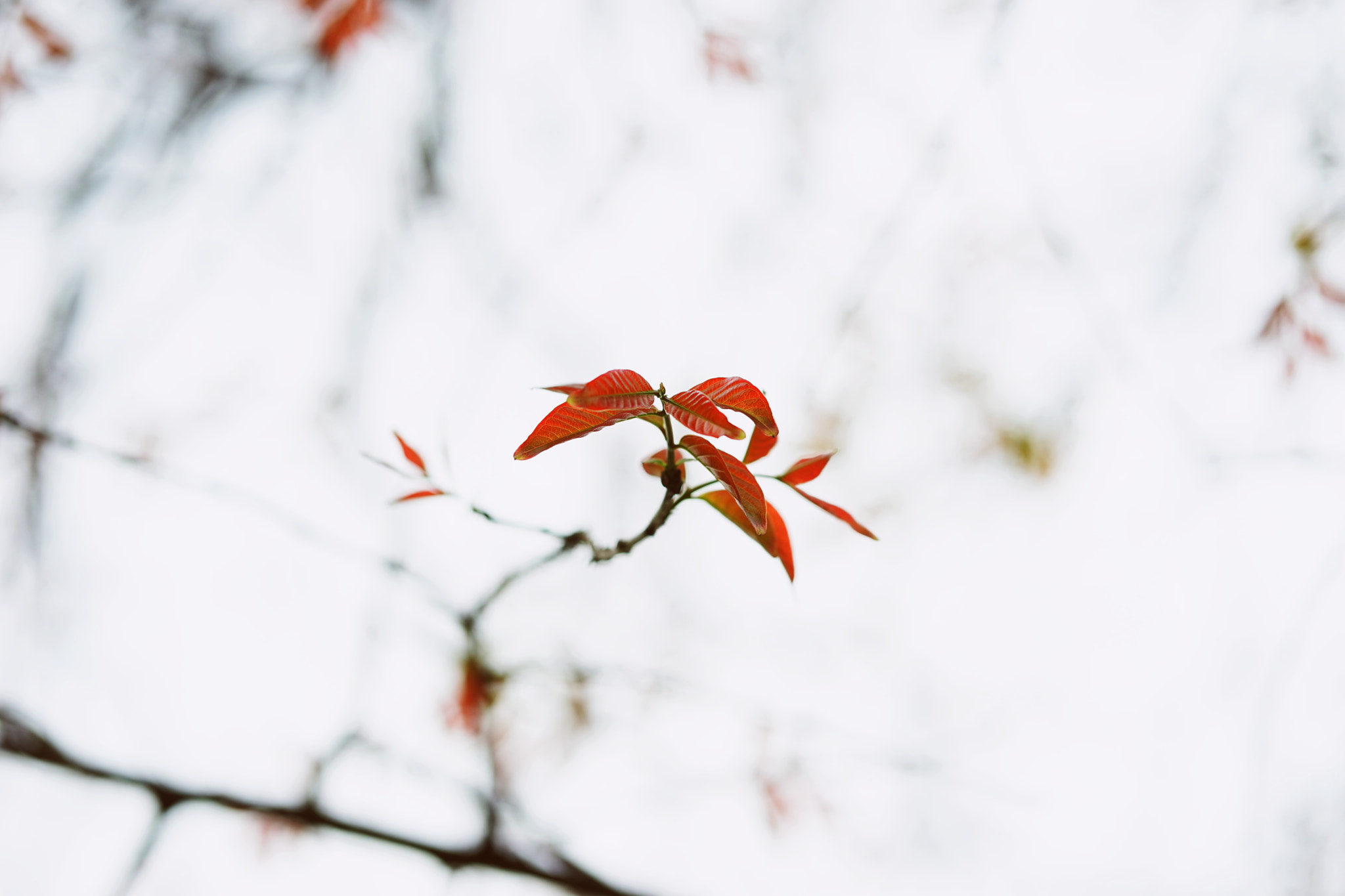 Sony a7 + ZEISS Batis 85mm F1.8 sample photo. Springtime photography