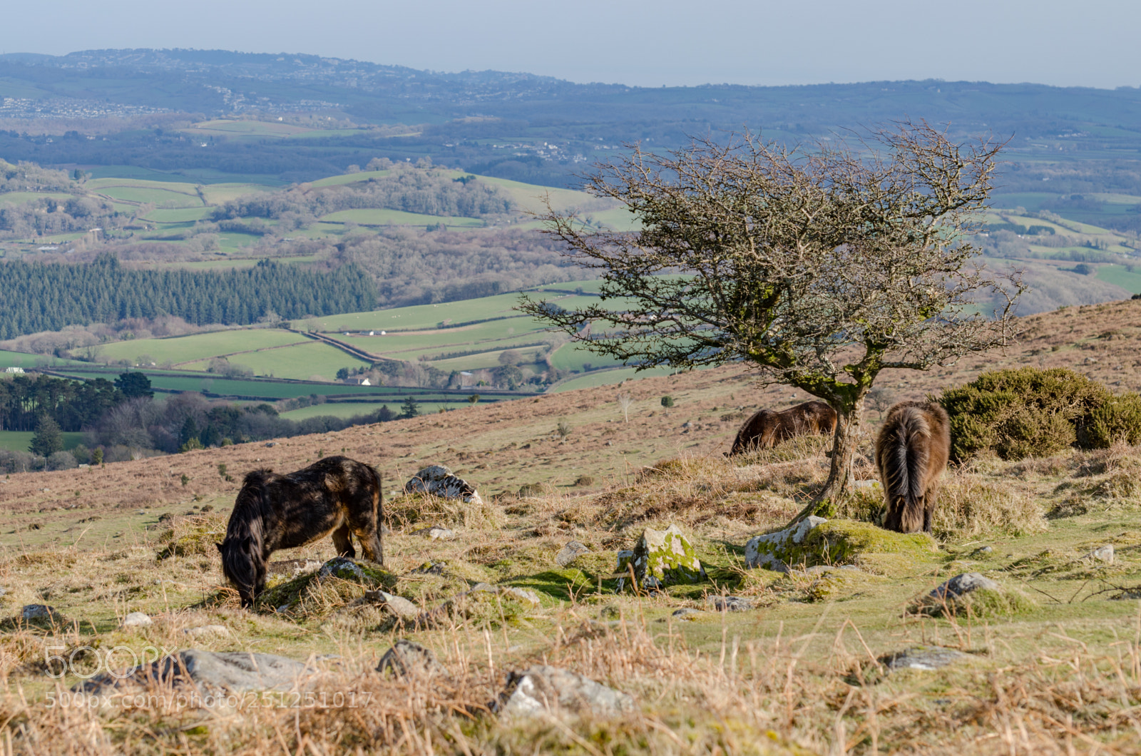 Nikon D5100 sample photo. Ponies on dartmoor photography