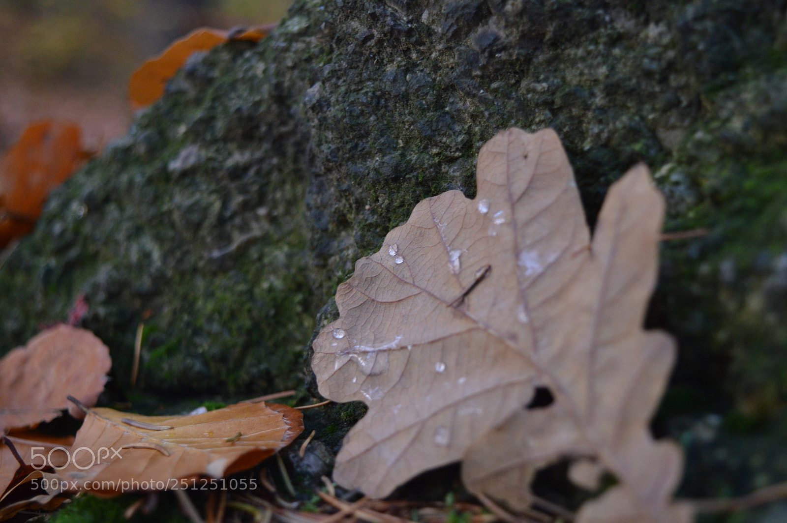 Nikon D3200 sample photo. Leaf with drops photography