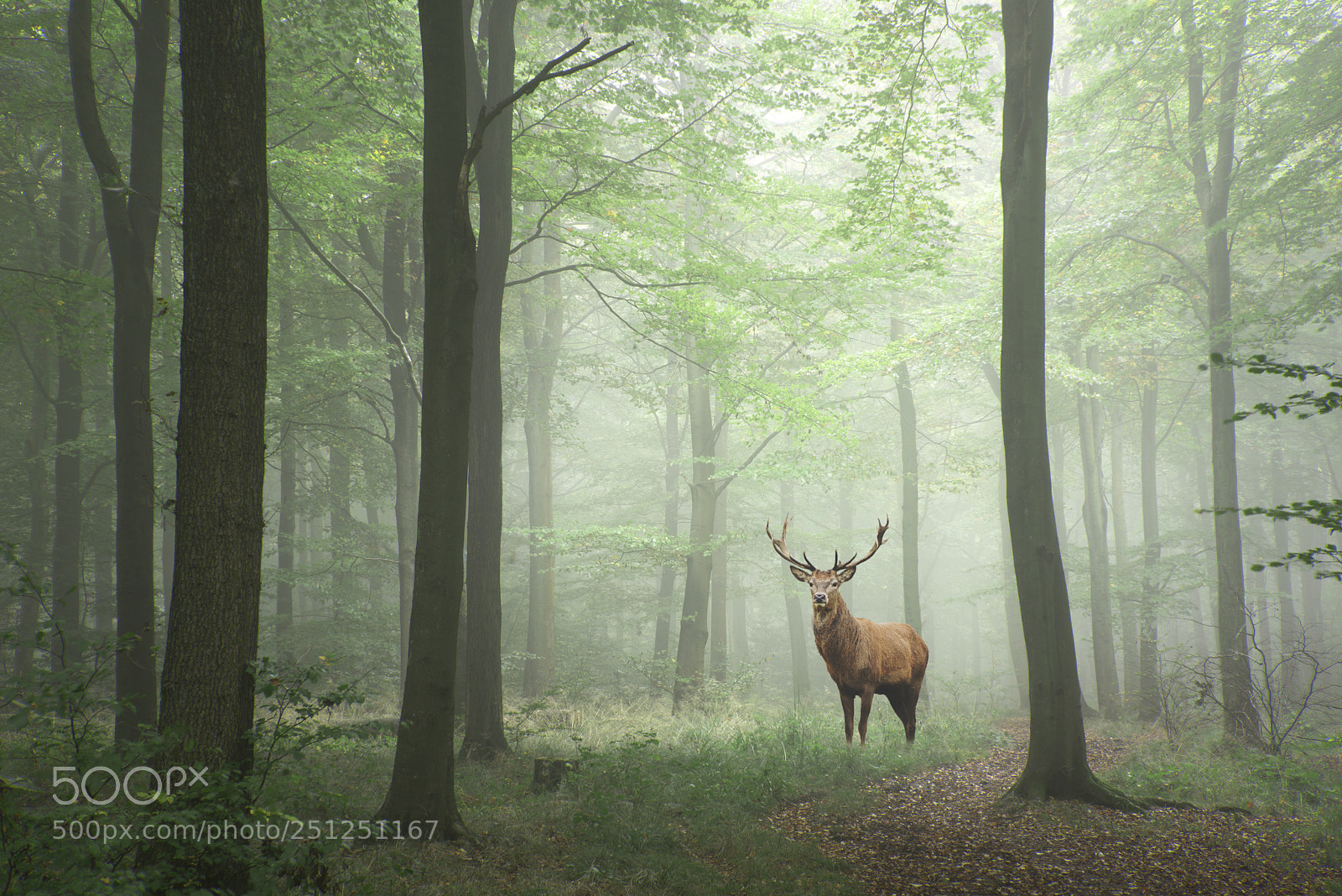Nikon D800 sample photo. Red deer stag in photography